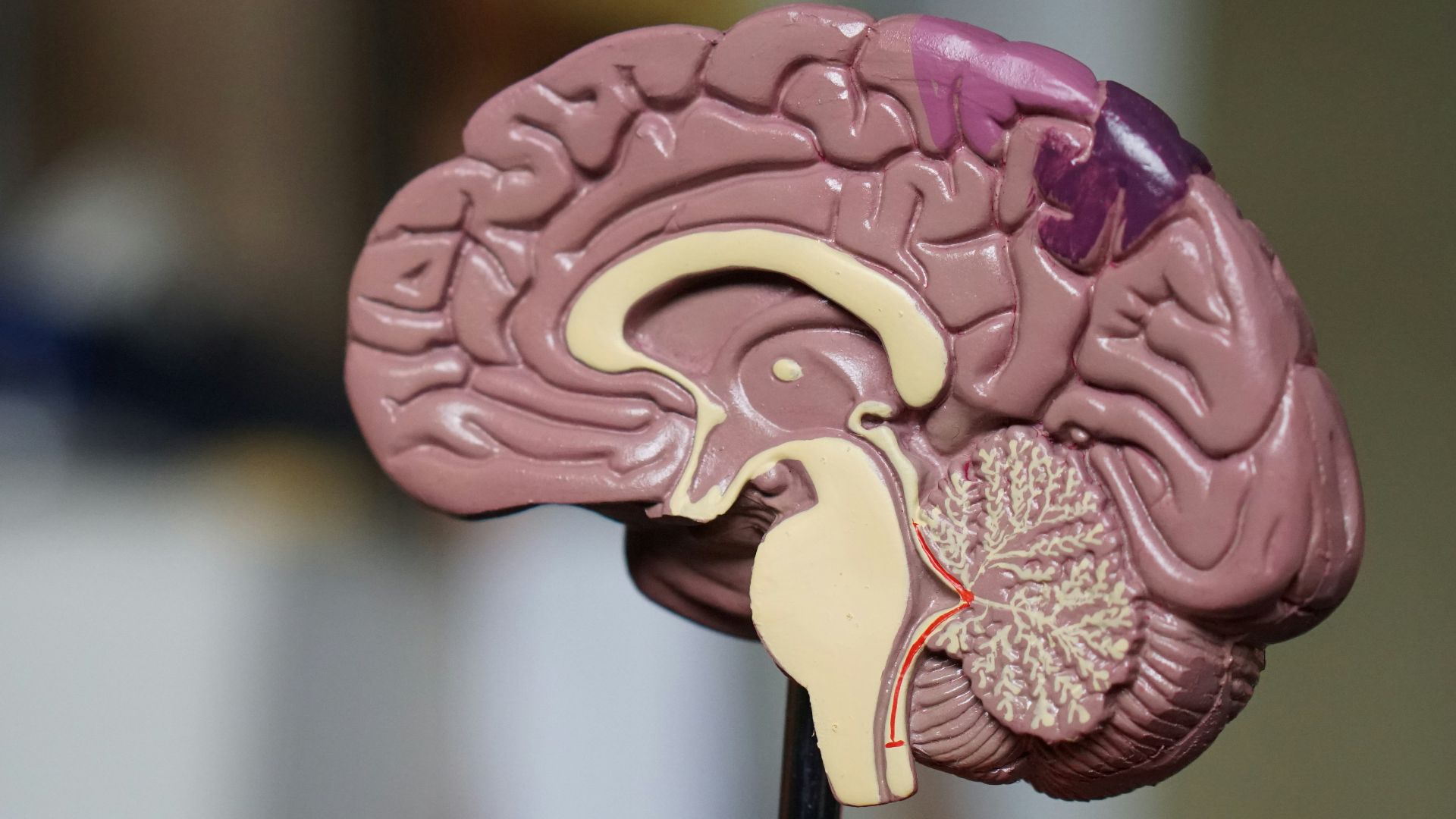 brown brain decor in selective-focus photography