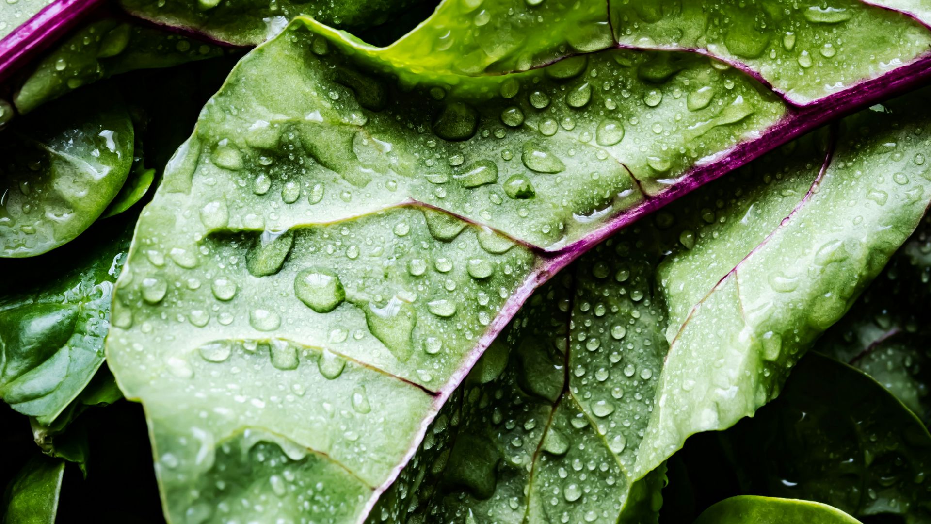 green and purple leaves with water droplets