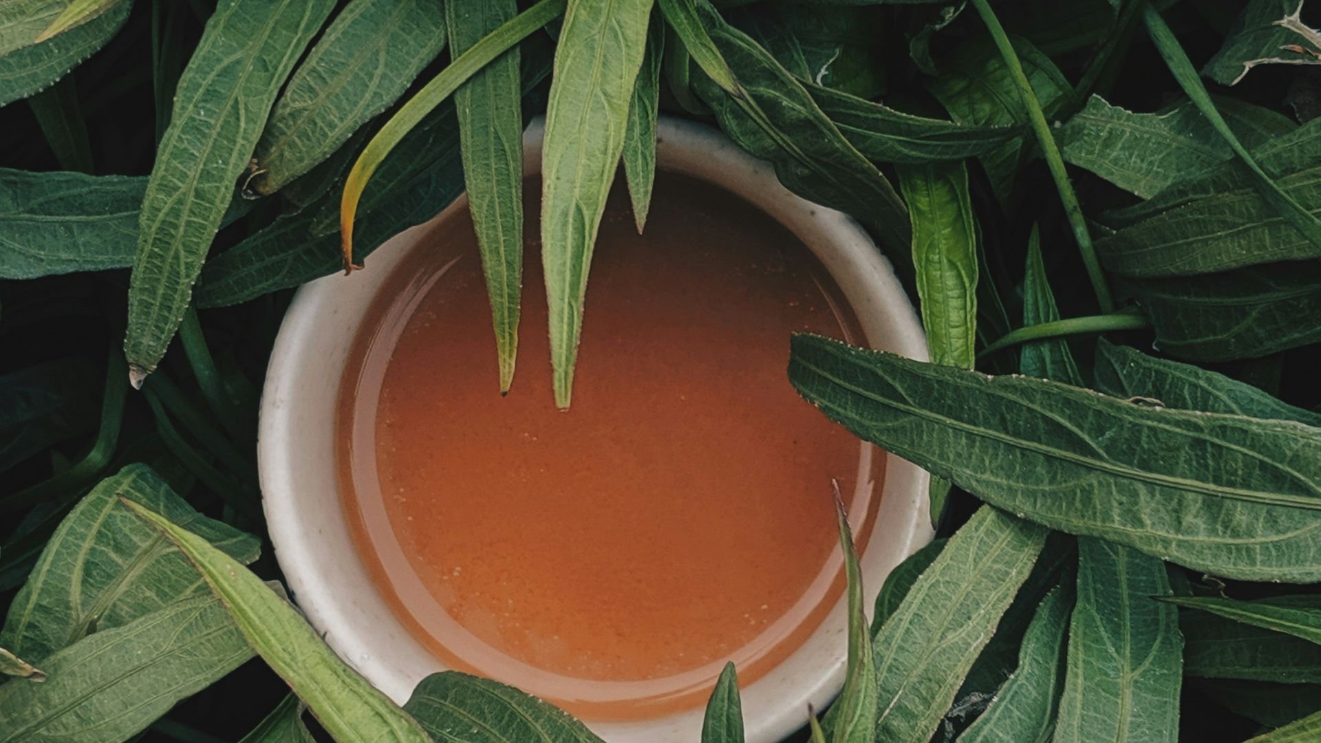 filled white bowl surrounded by snake plants