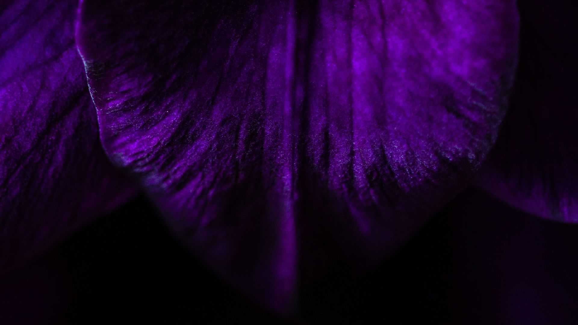 purple flower petal