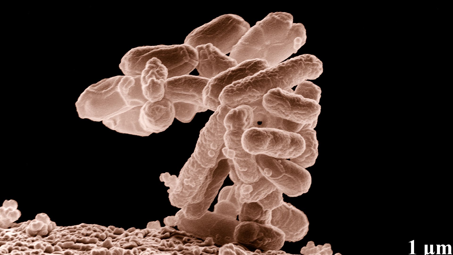 File:E coli at 10000x, original.jpg