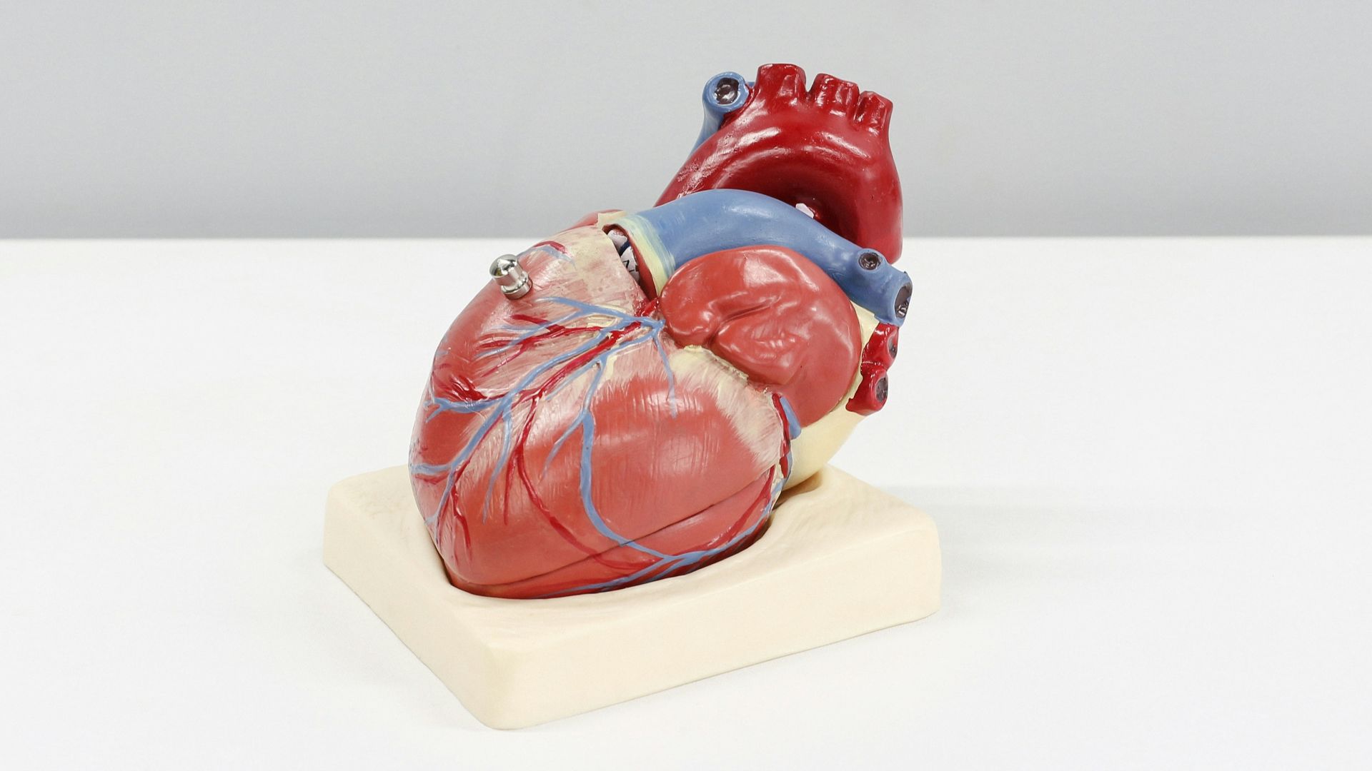 a model of a human heart on a white surface