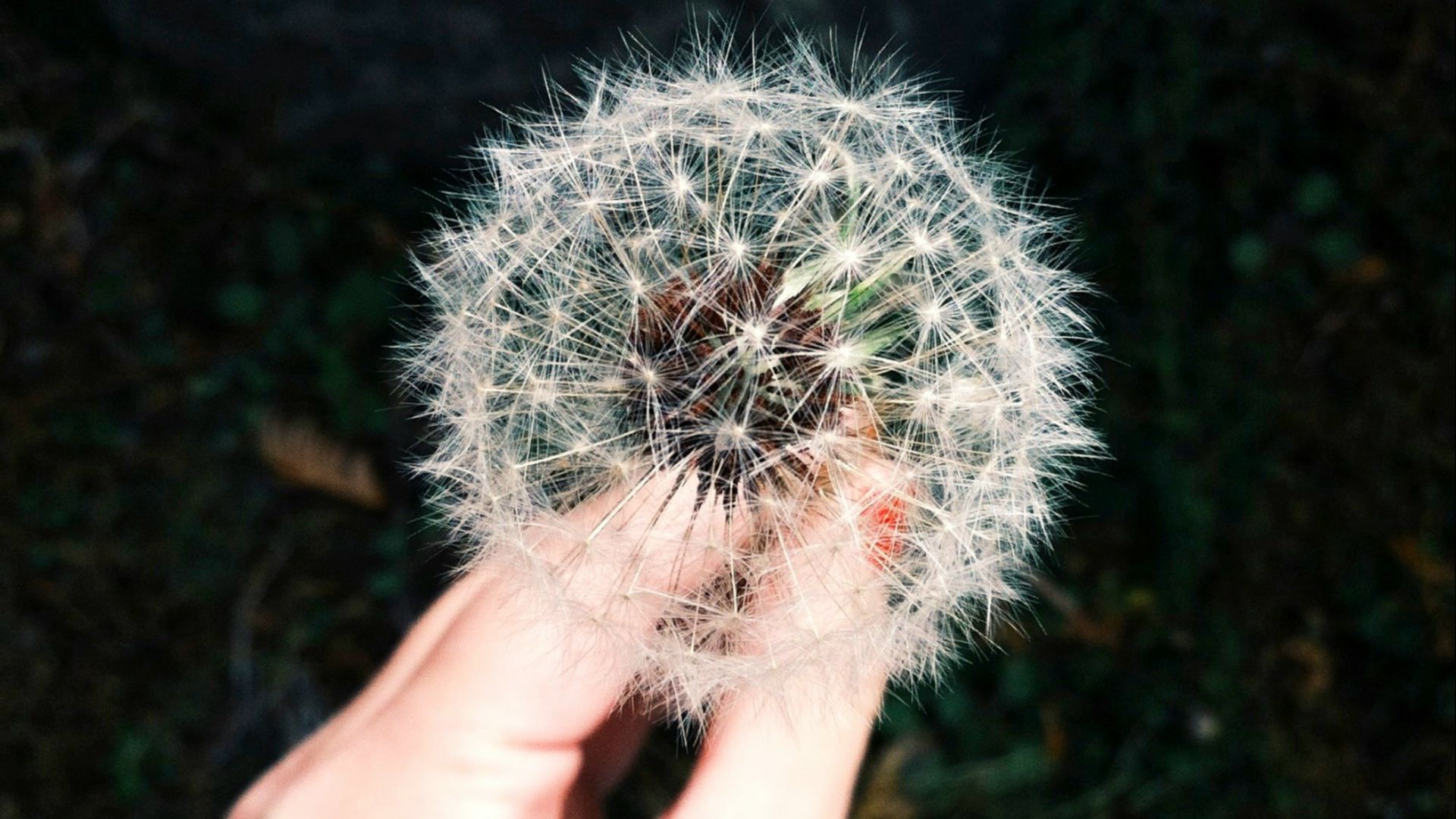 person holding white dandelion flower