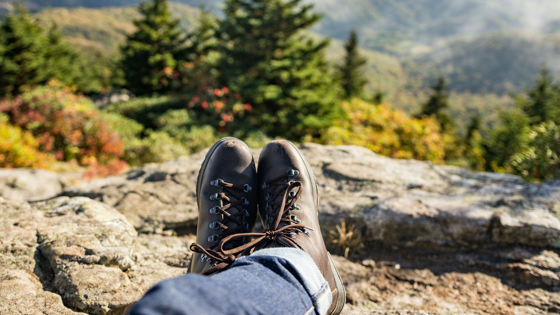 in distant green pine trees