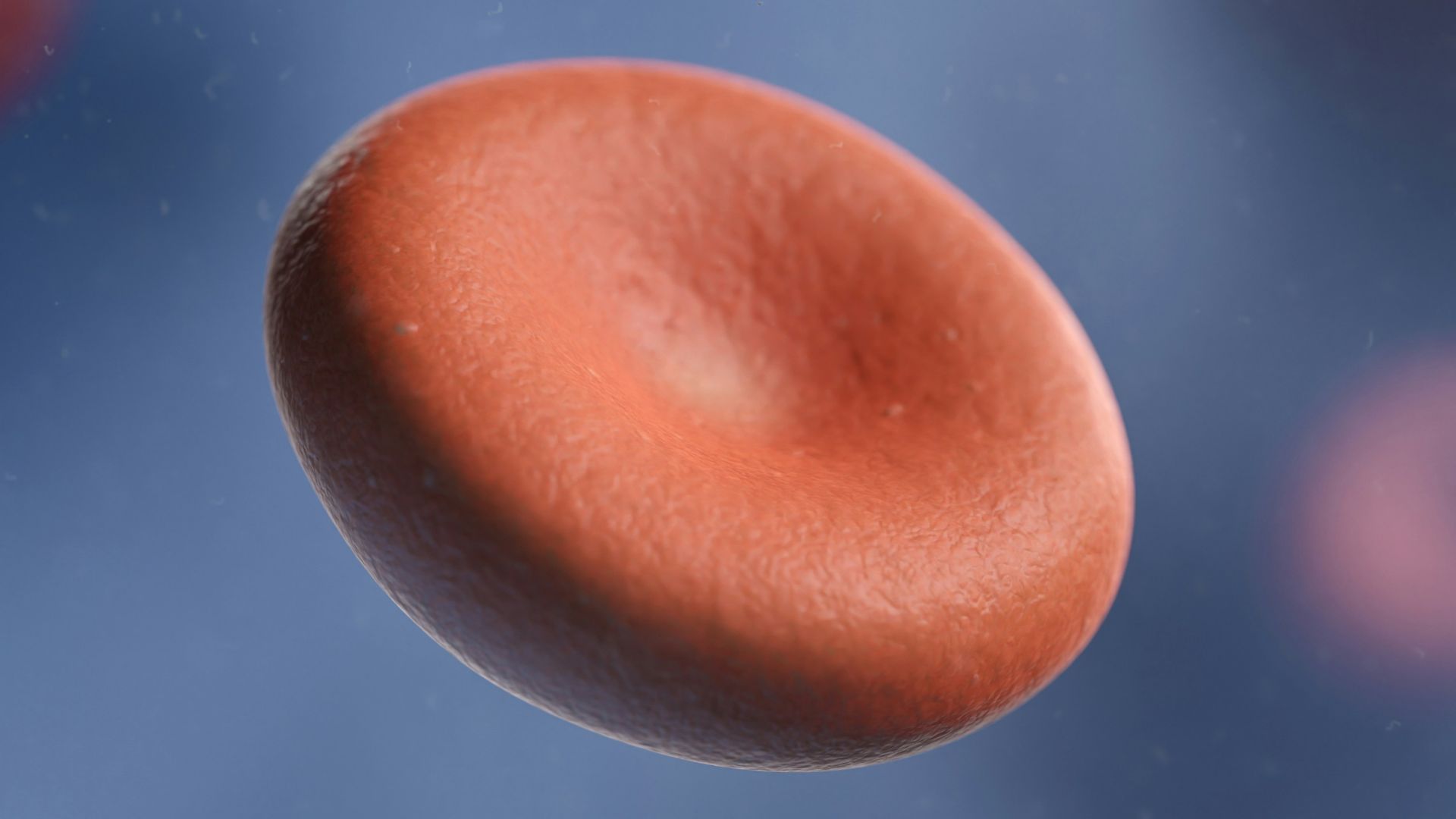 a group of red blood cells in a vein