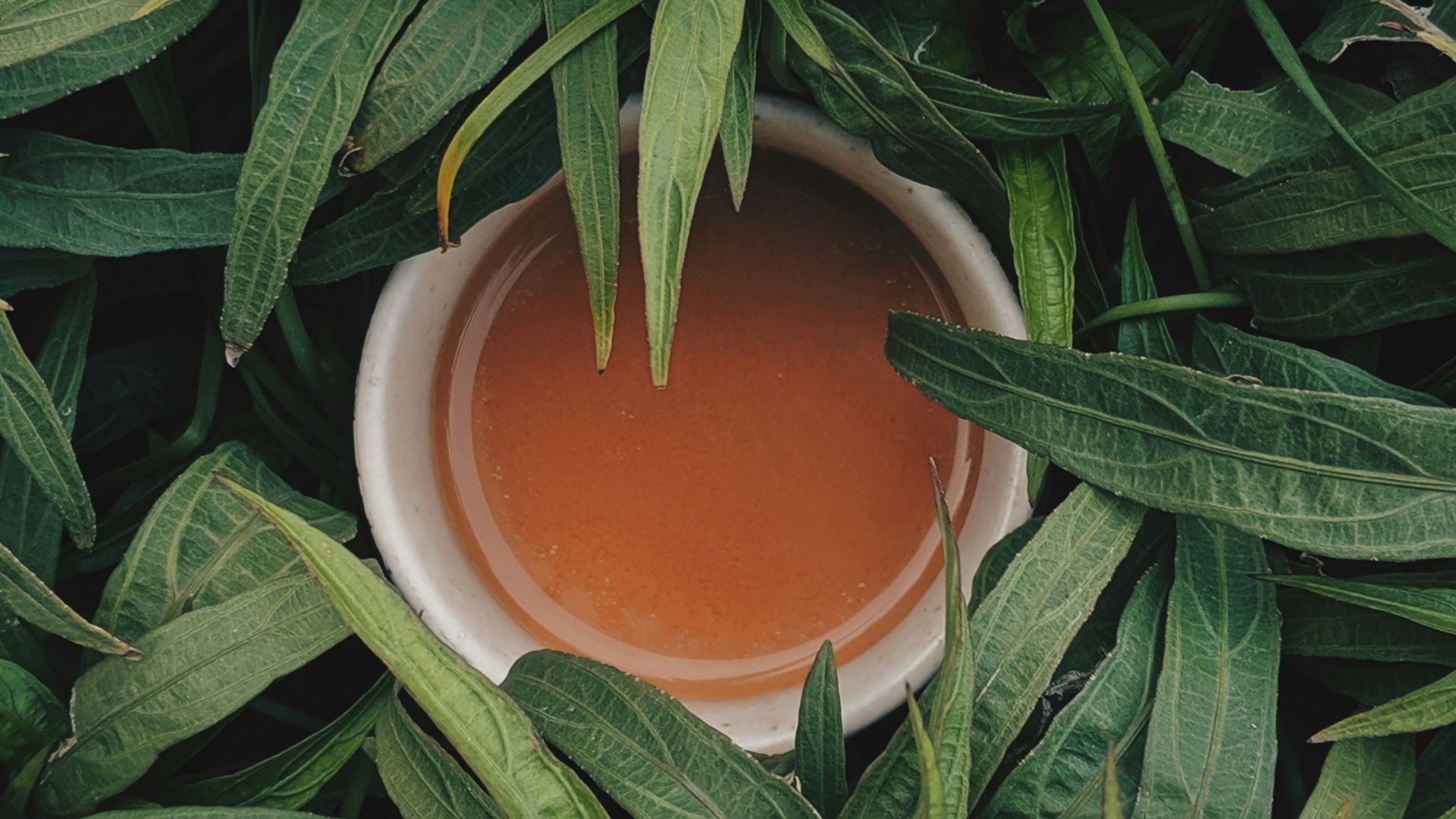 filled white bowl surrounded by snake plants
