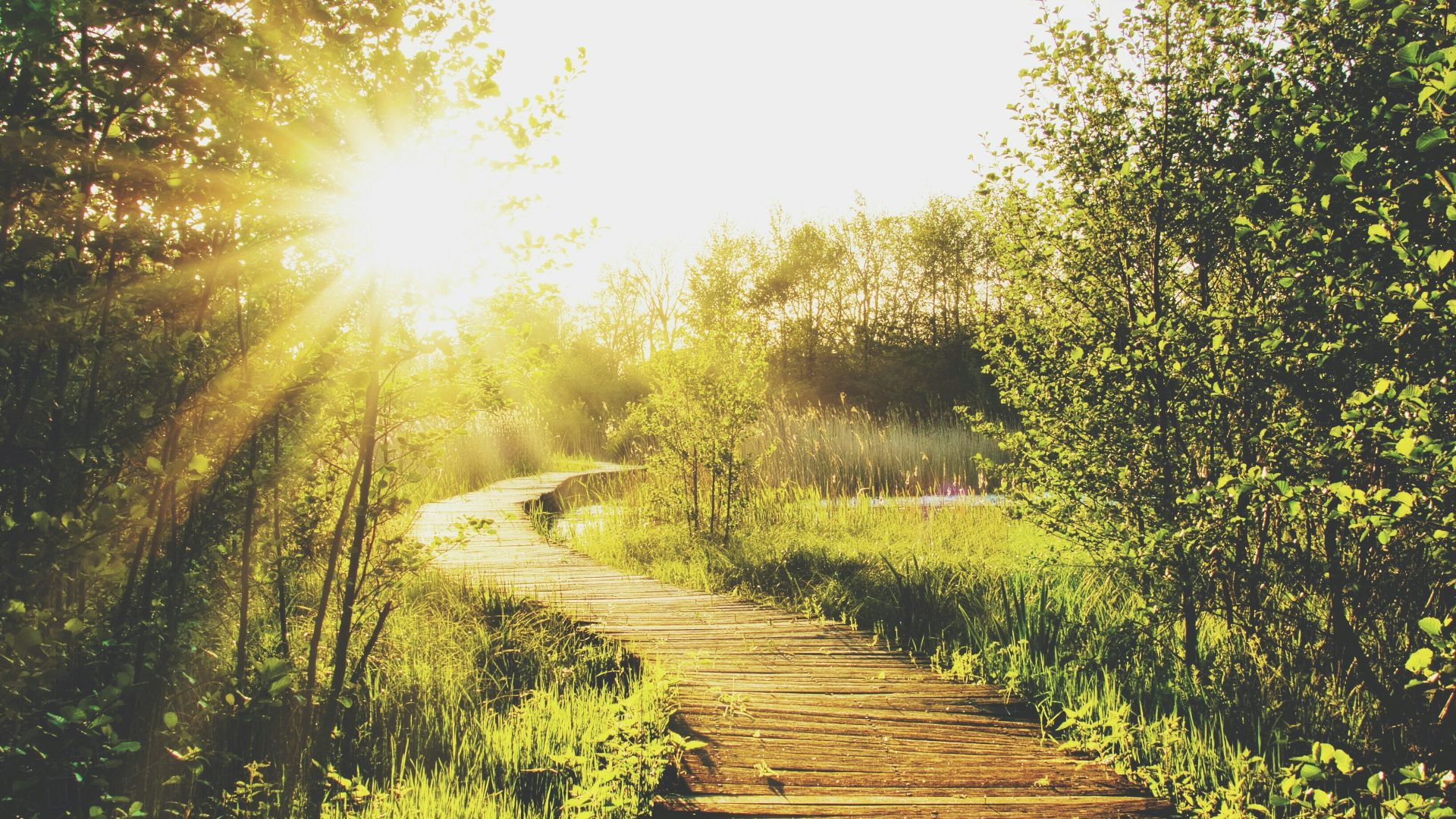 empty wooden pathway in between trees and grass during daytime