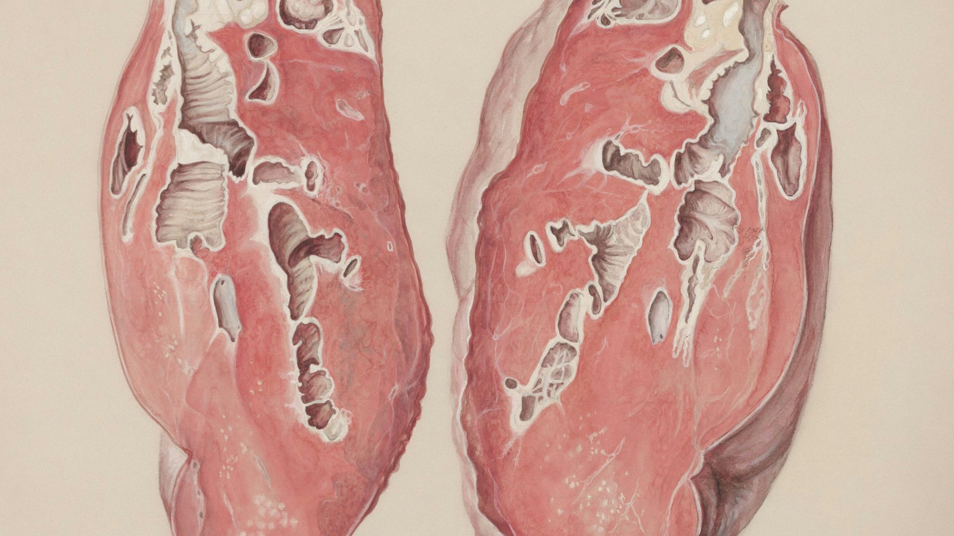 a drawing of a pair of lungs