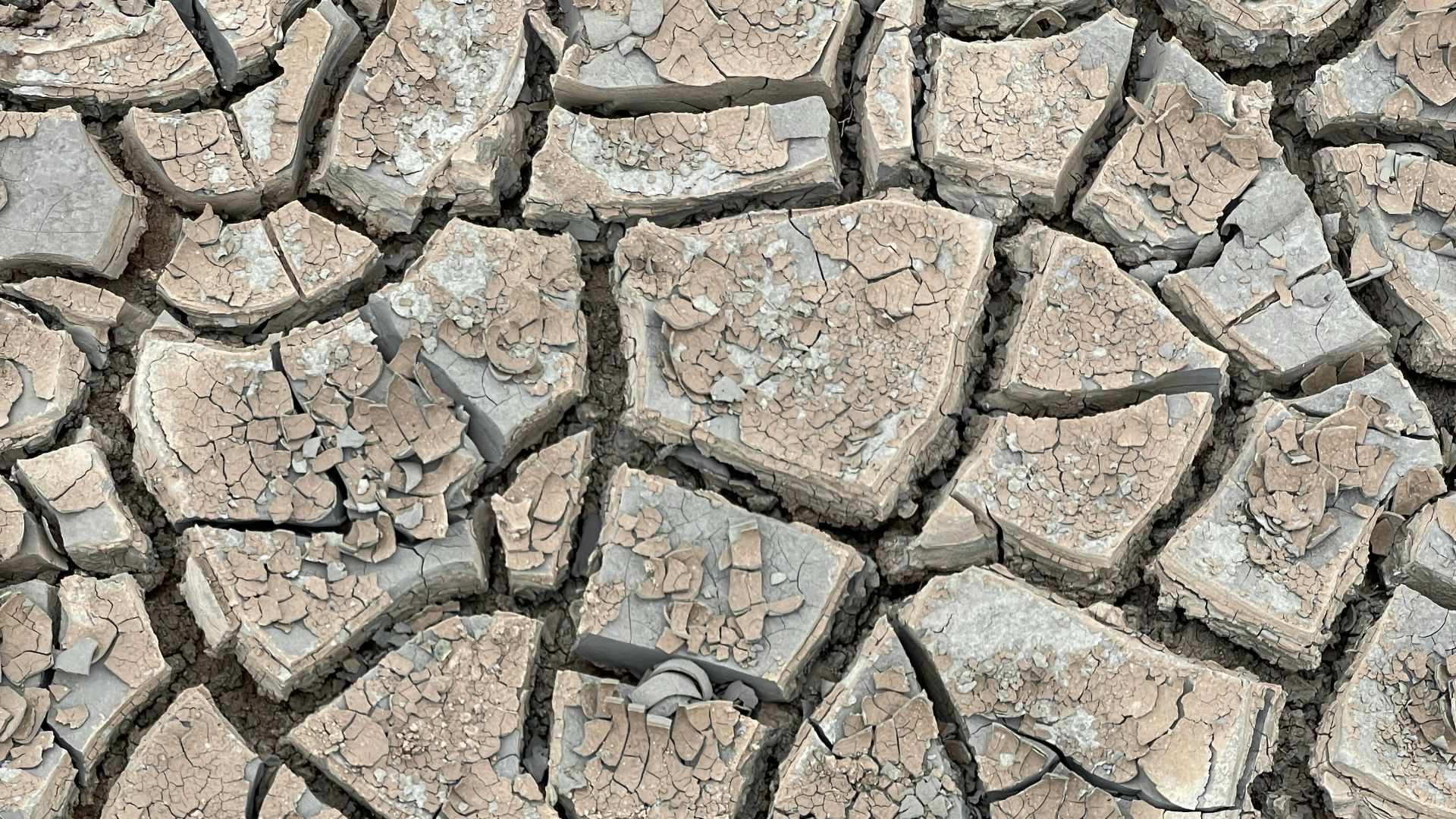 a patch of dirt with a plant growing in it