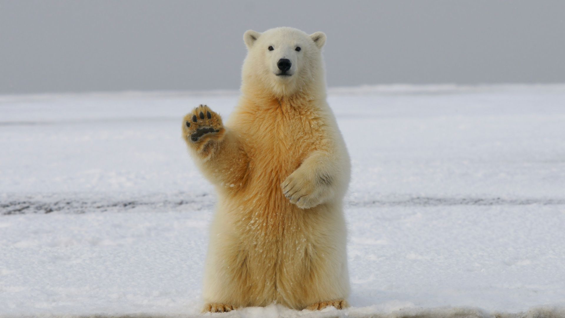 polar bear on snow covered ground during daytime