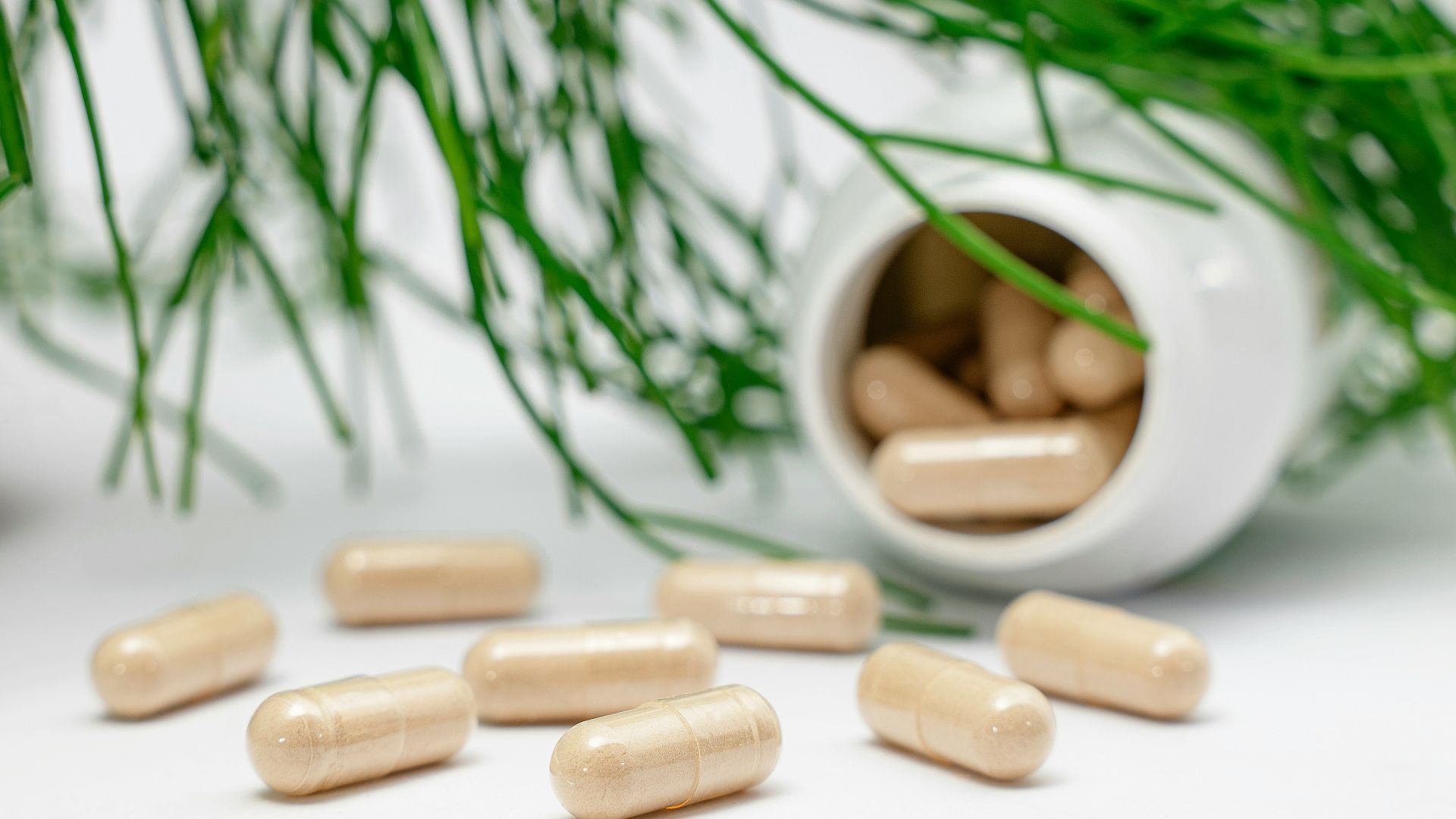 a group of nuts and a plant