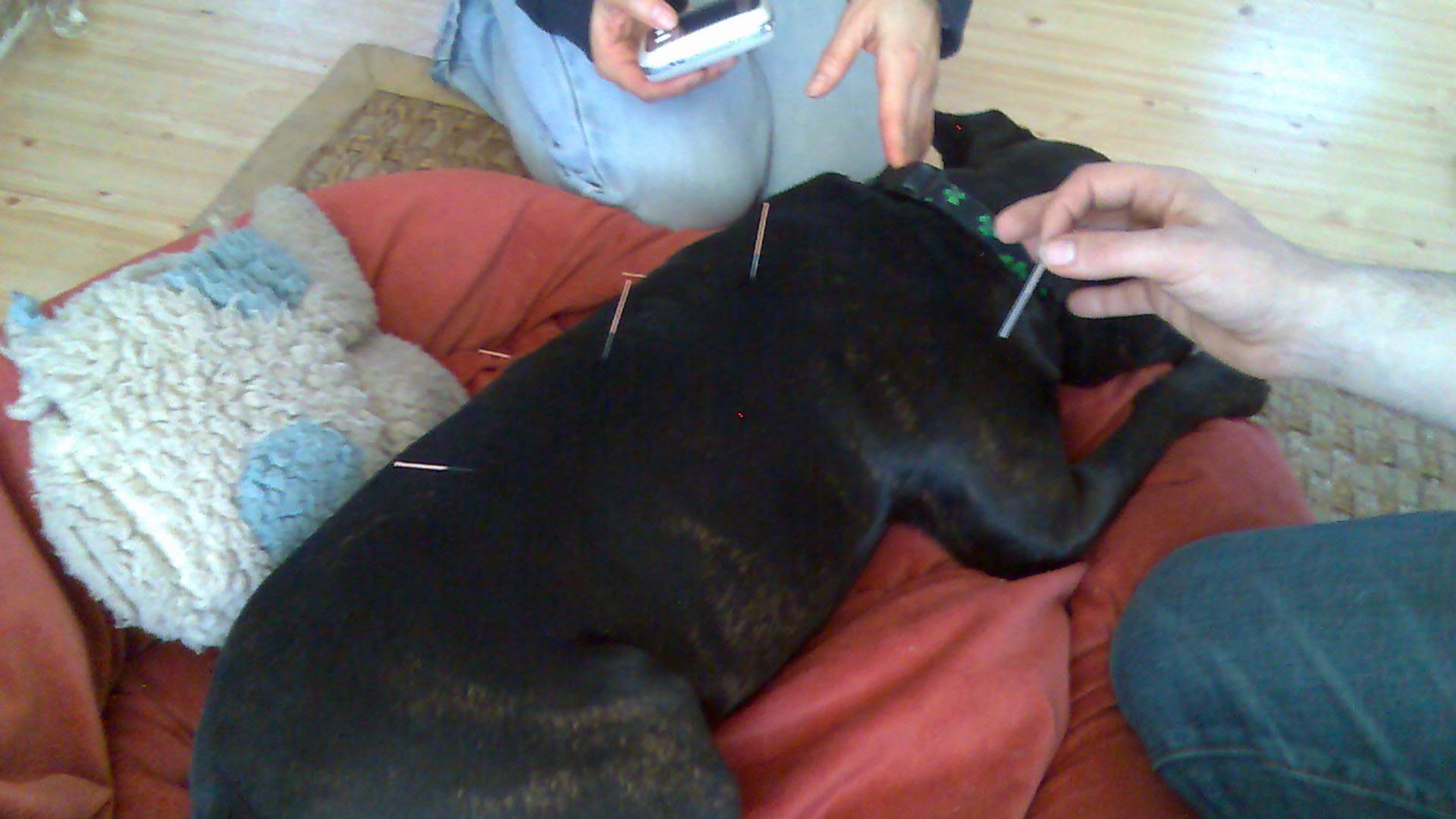 File:Matilda's acupuncture session (420946483).jpg