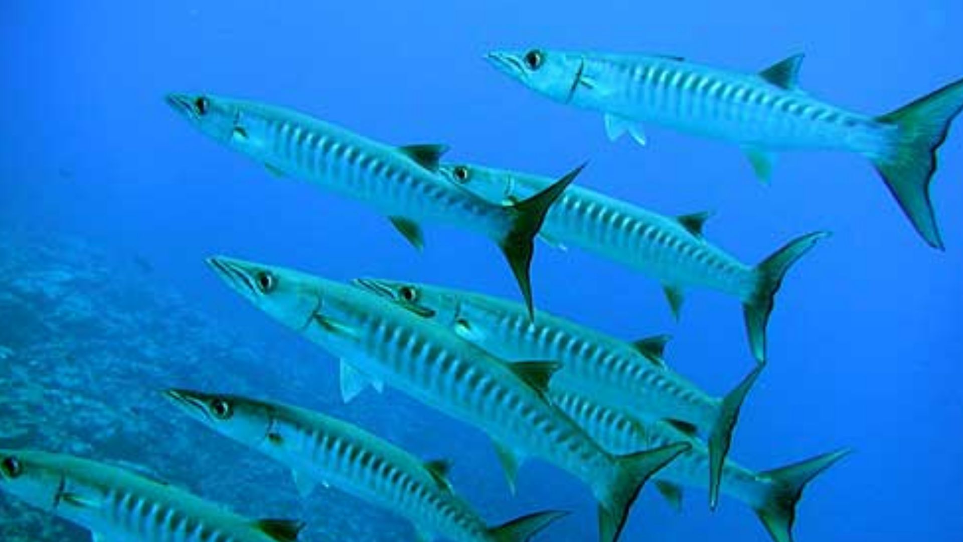 File:Sphyraena barracuda by NPS.jpg