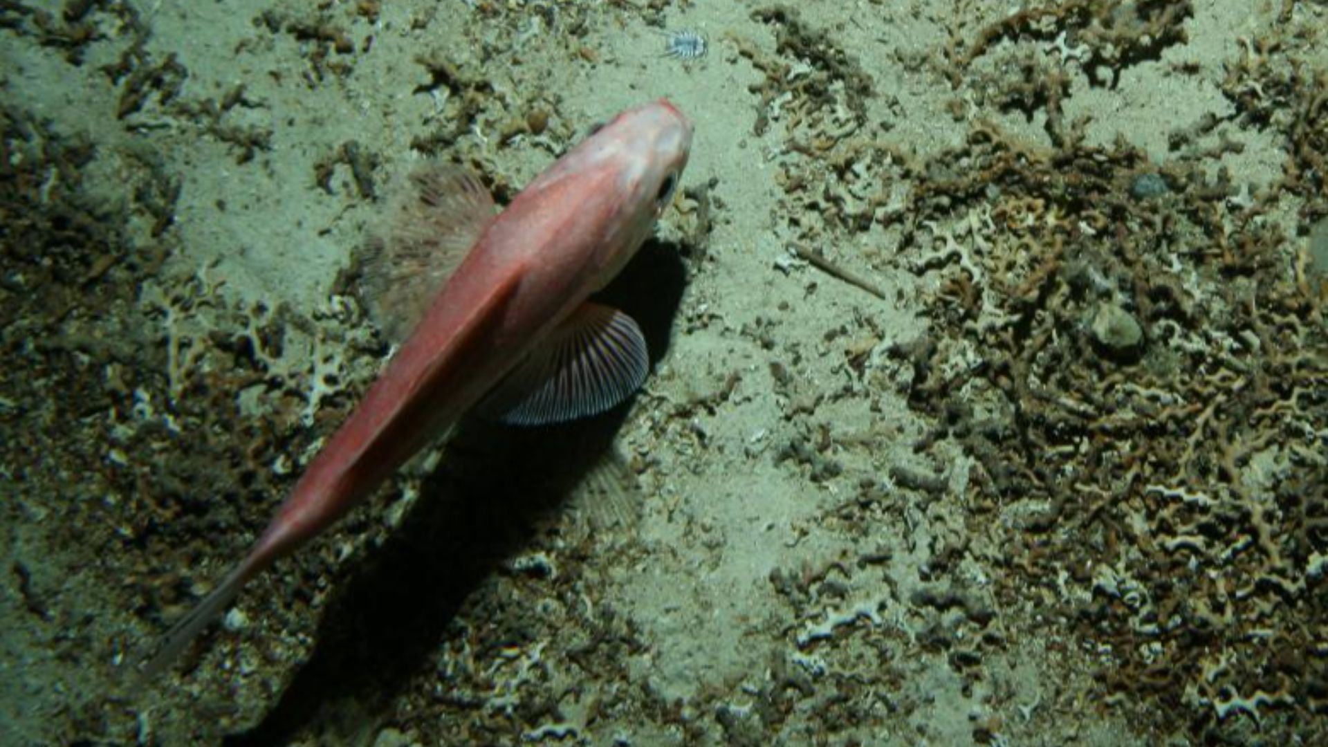 File:Brucerolis brandtae and Hoplostethus atlanticus.jpg