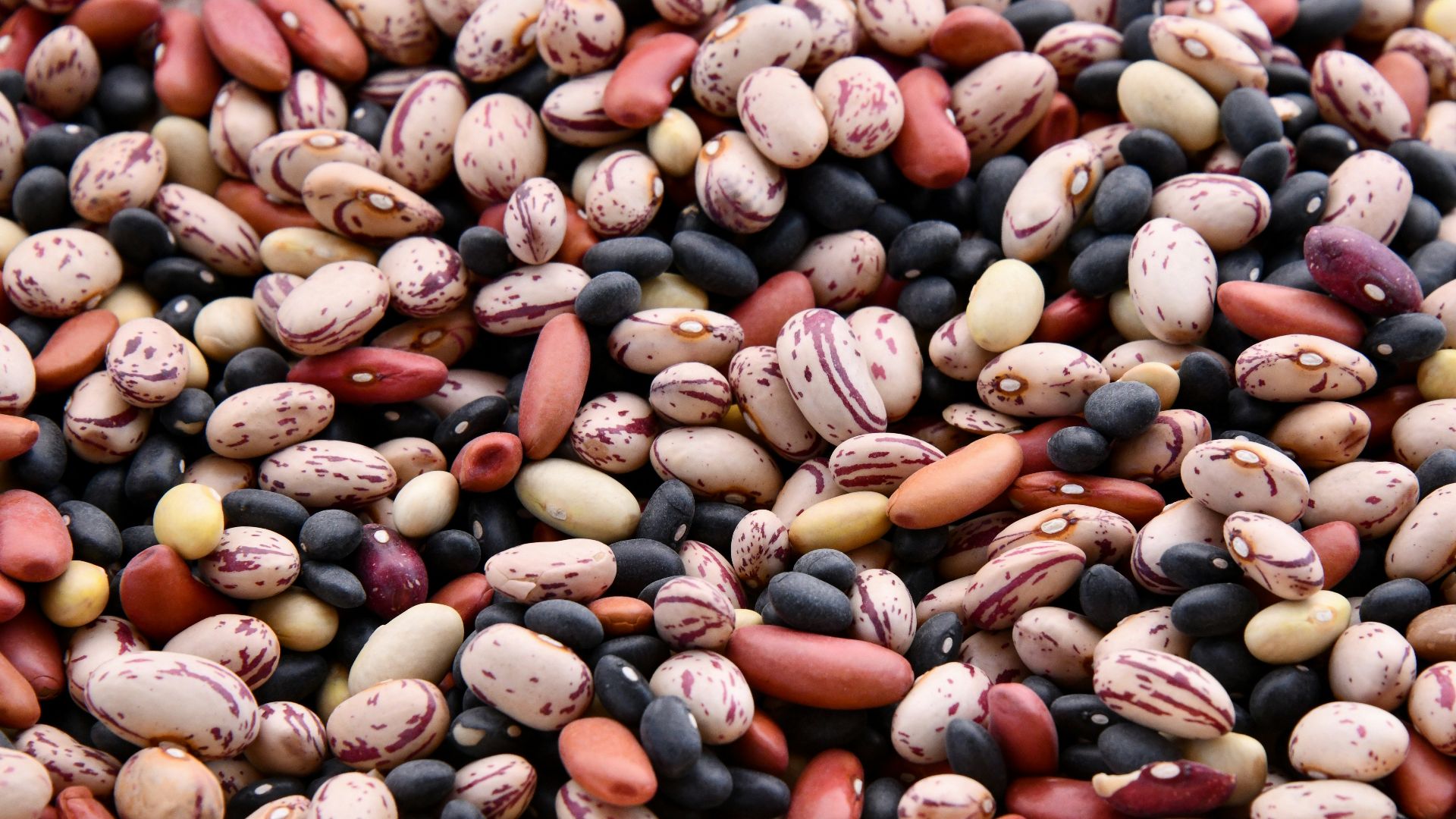assorted-colored bean lot