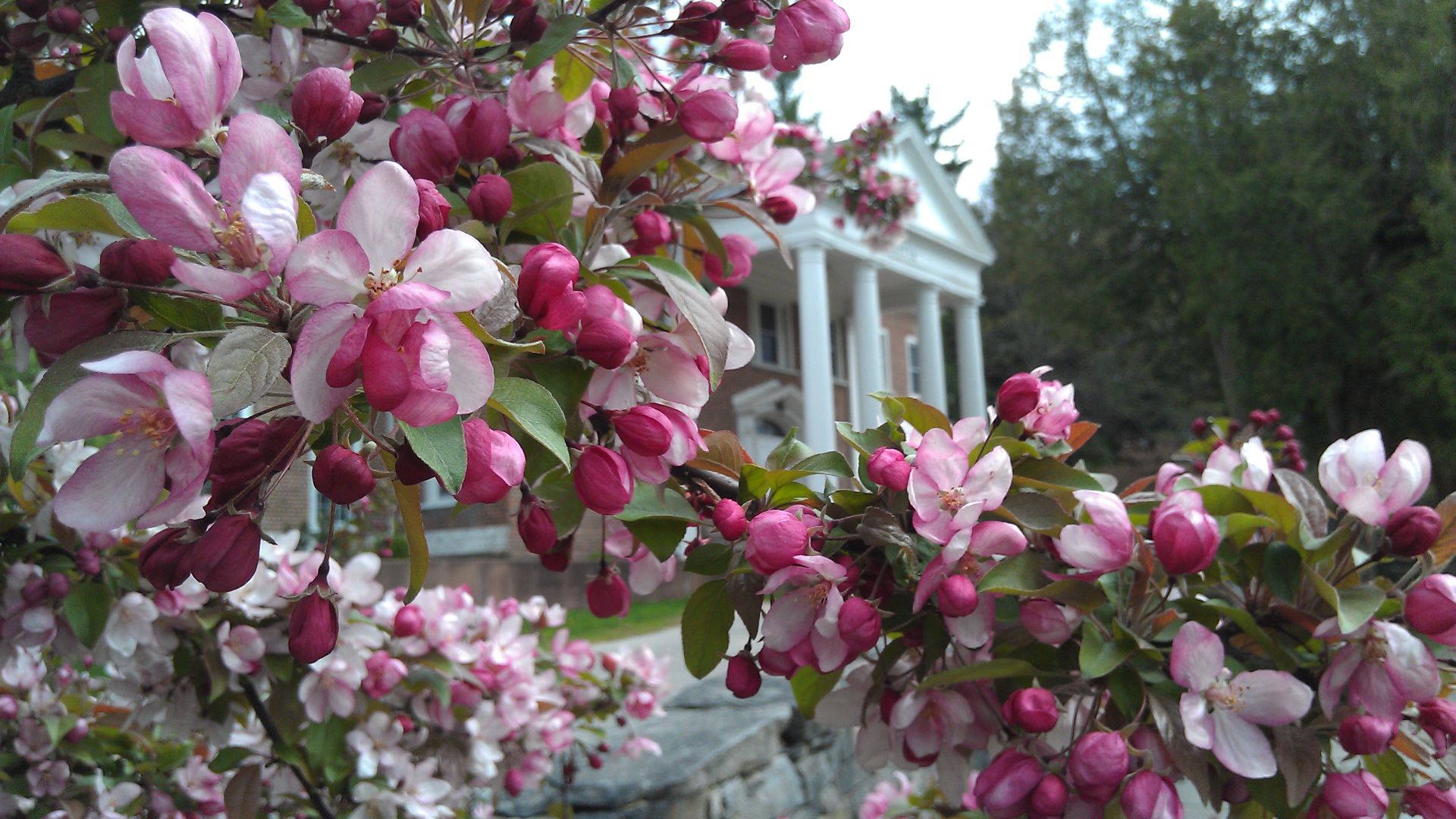 File:Insight Meditation Society's retreat center amidst blossoms.jpg