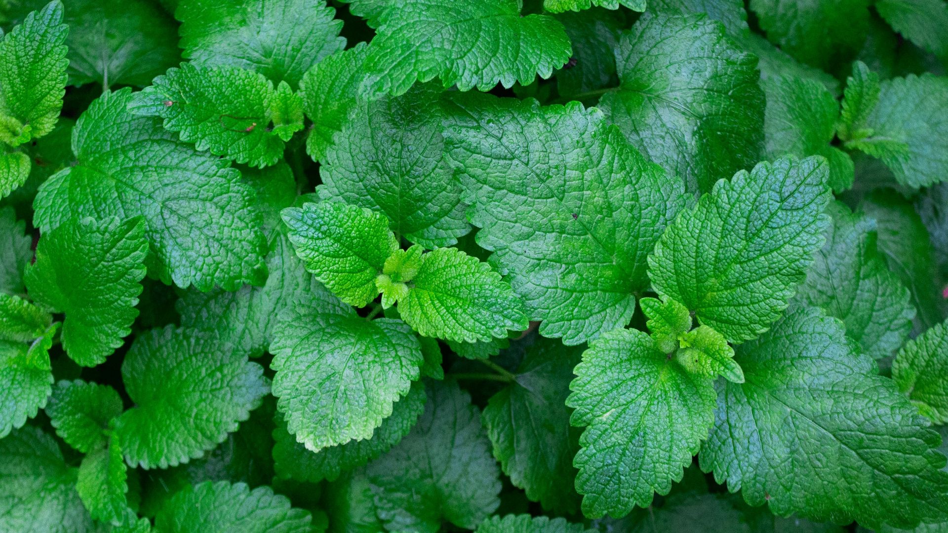 green leaves with water droplets