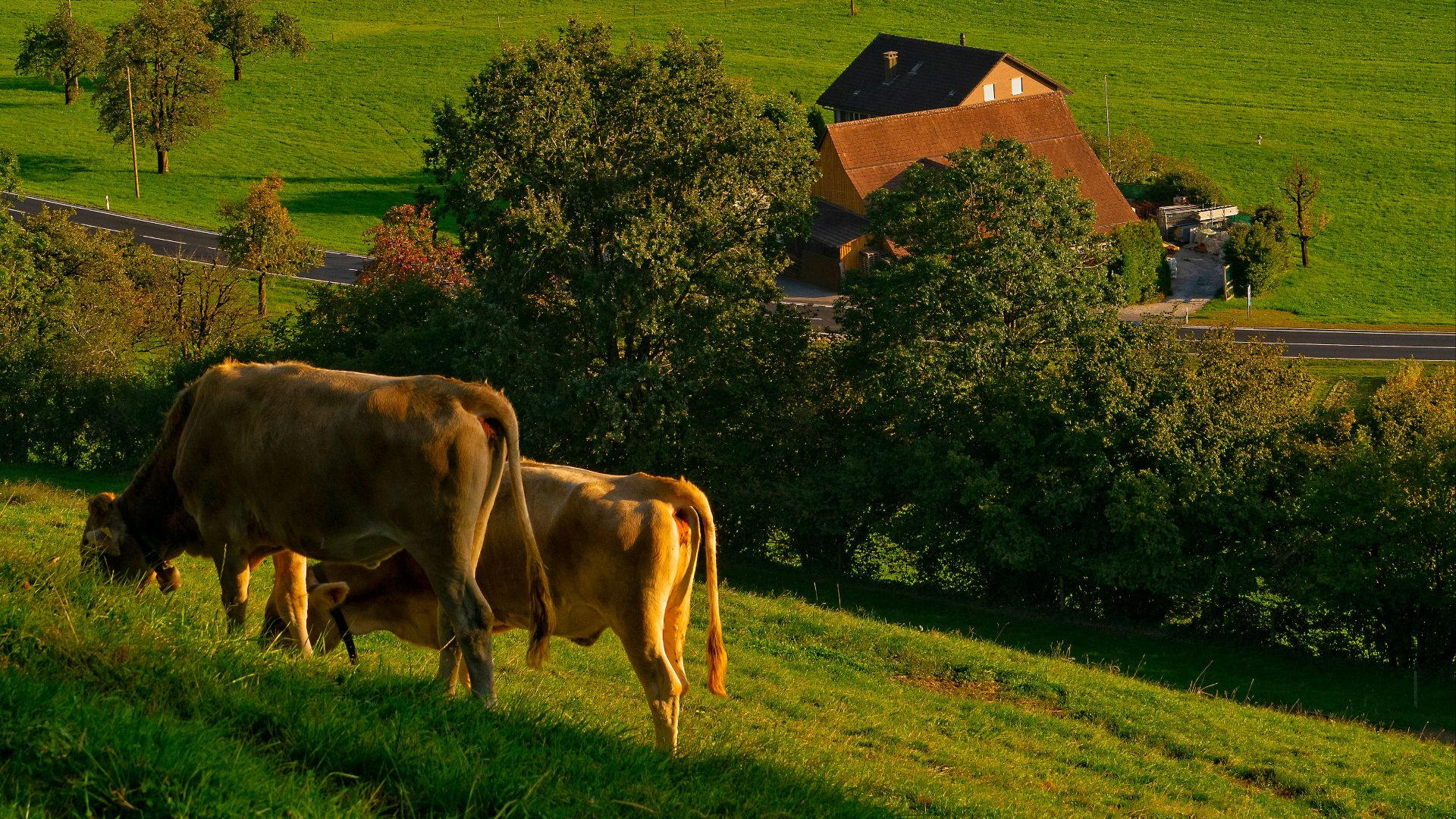 two brown cattle on grass field