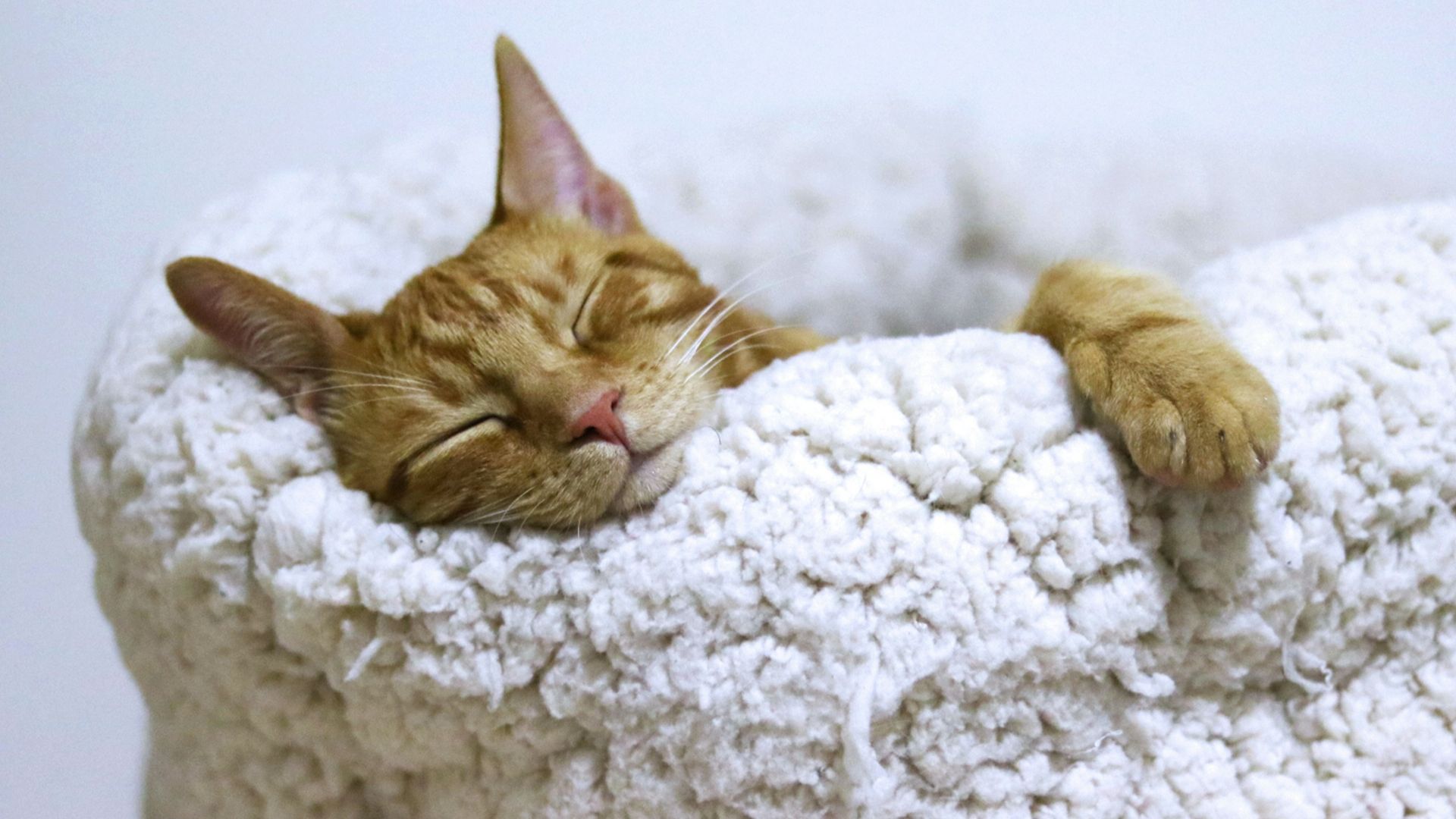 orange tabby cat sleeping on white pet bed