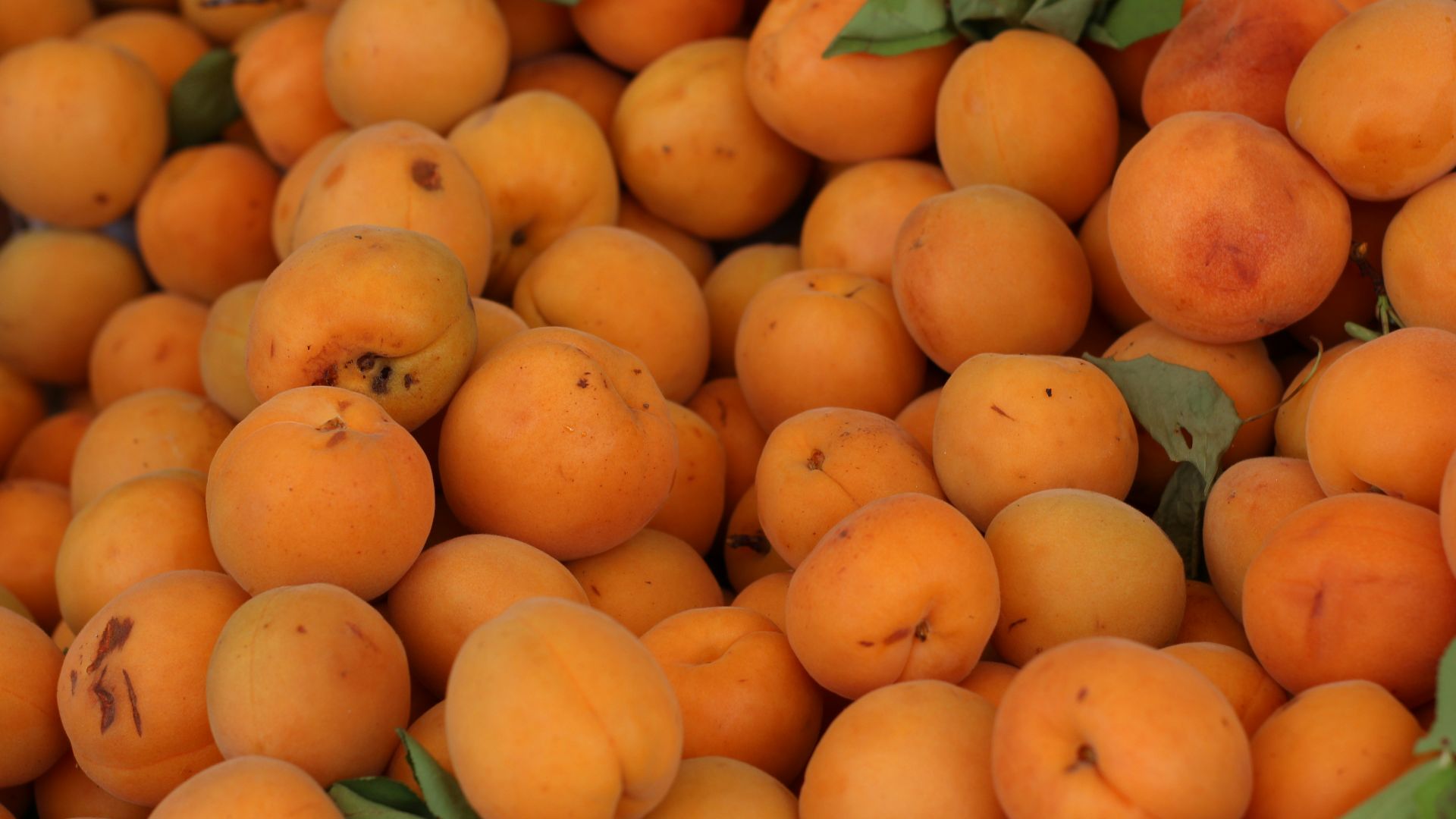 a pile of apricots with leaves on them