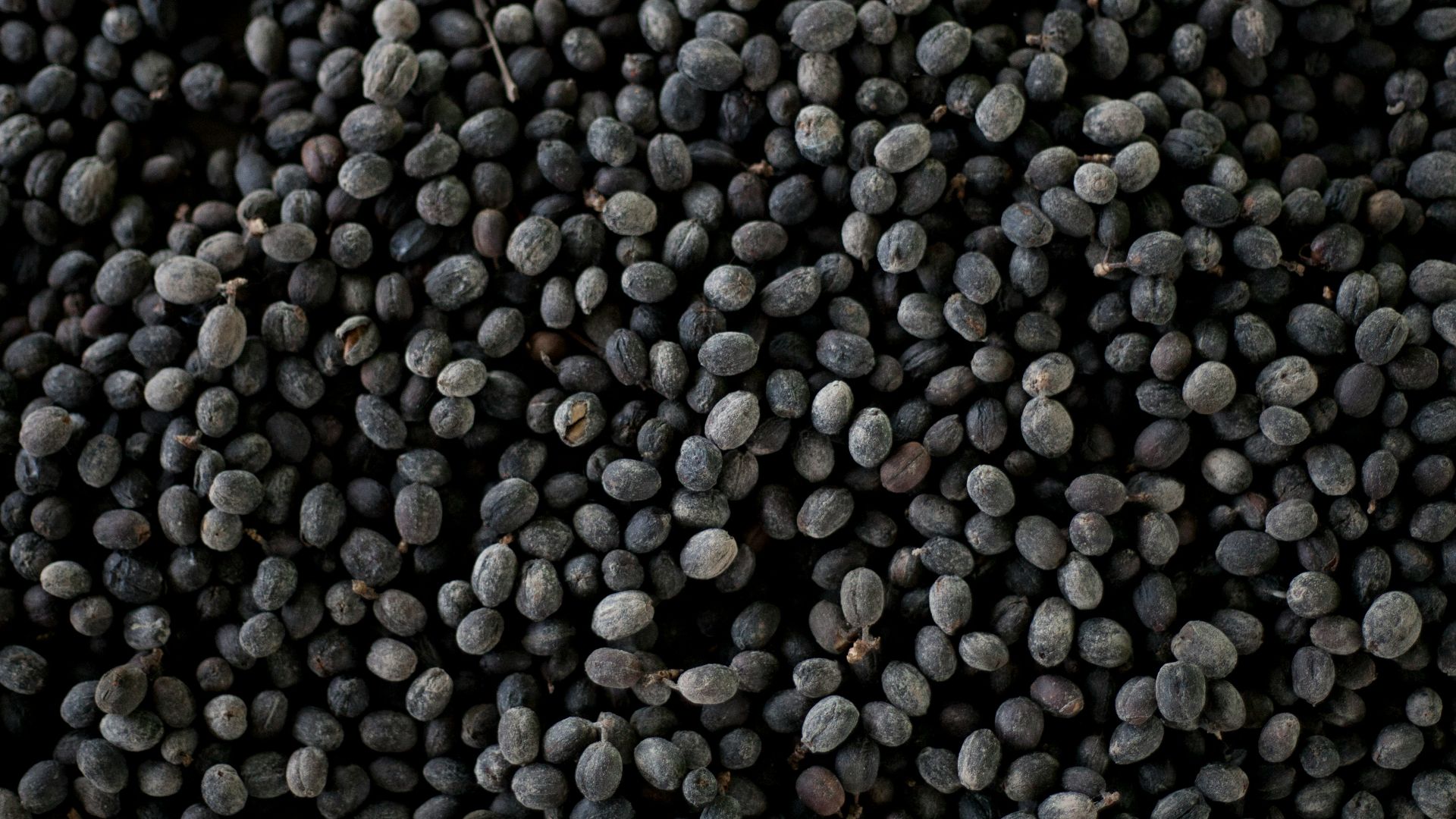 bunch of black beans