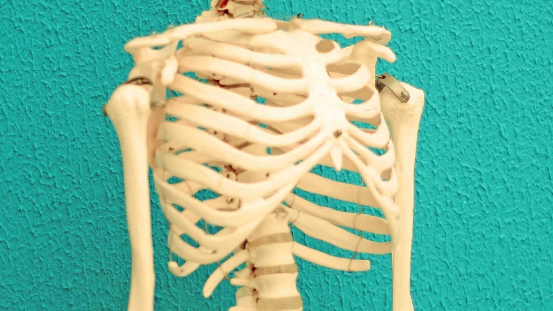 a skeleton of a human