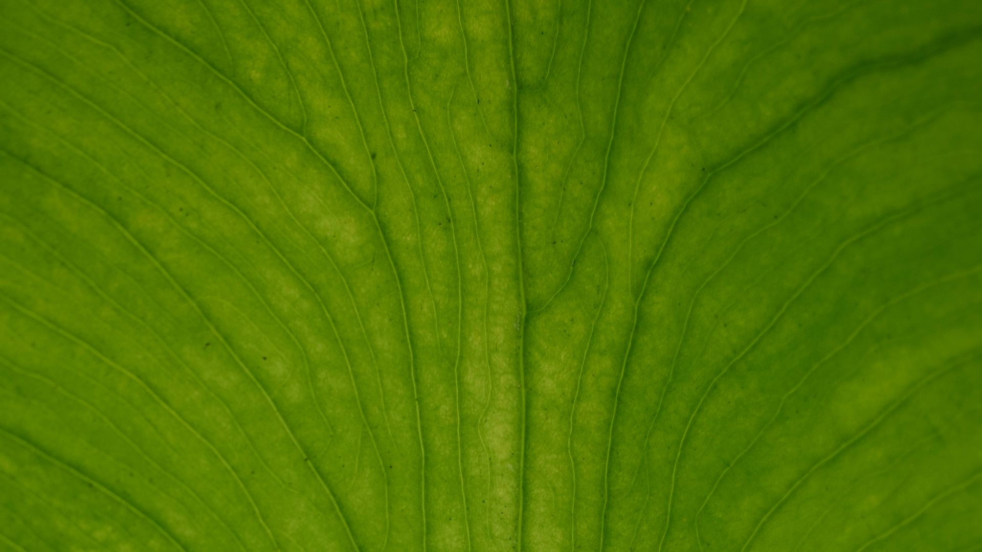 green leaf in close up photography
