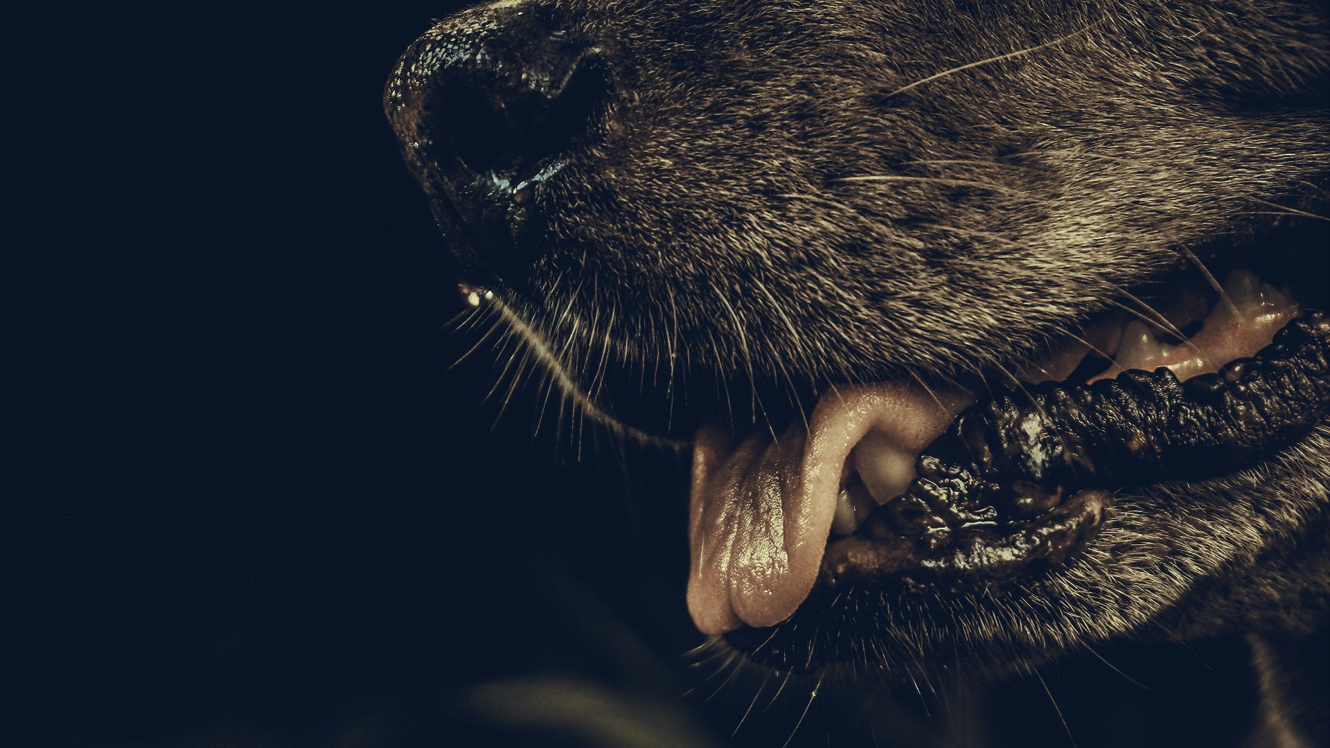 short-coated black dog