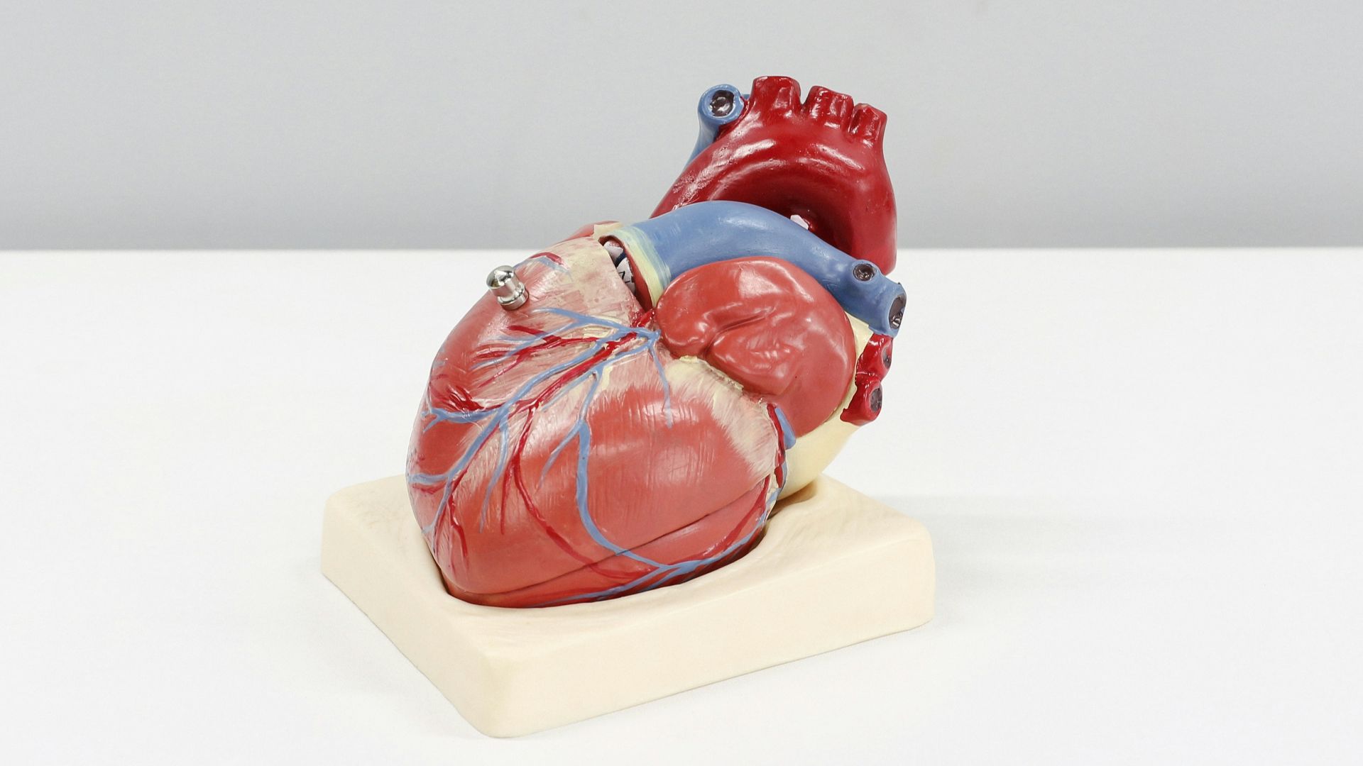 a model of a human heart on a white surface