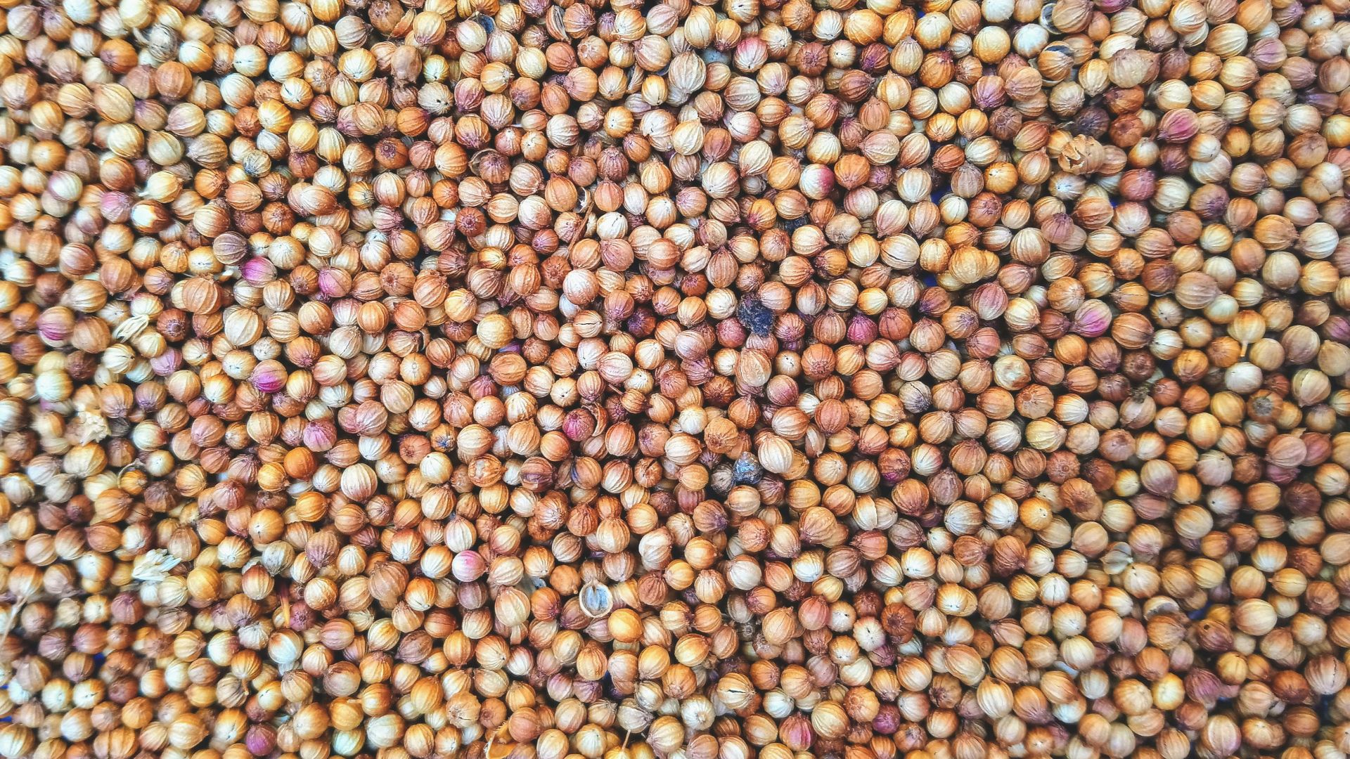 macro photography of chick peas