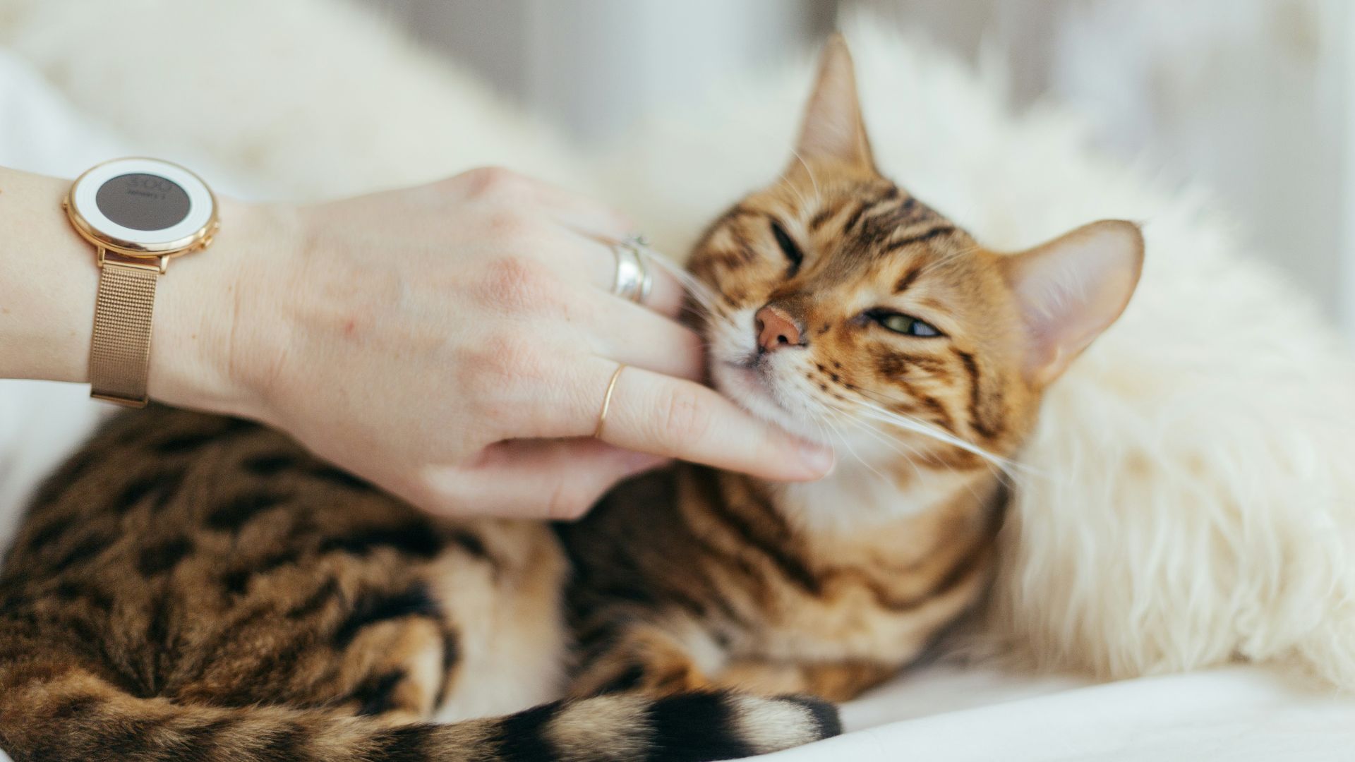 person holding brown cat on white textile