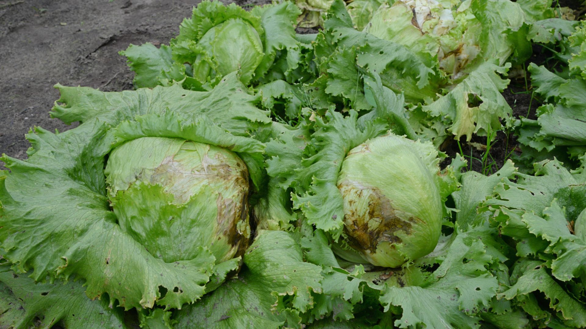 File:Iceberg lettuce (IJssla krop) bolrot.jpg