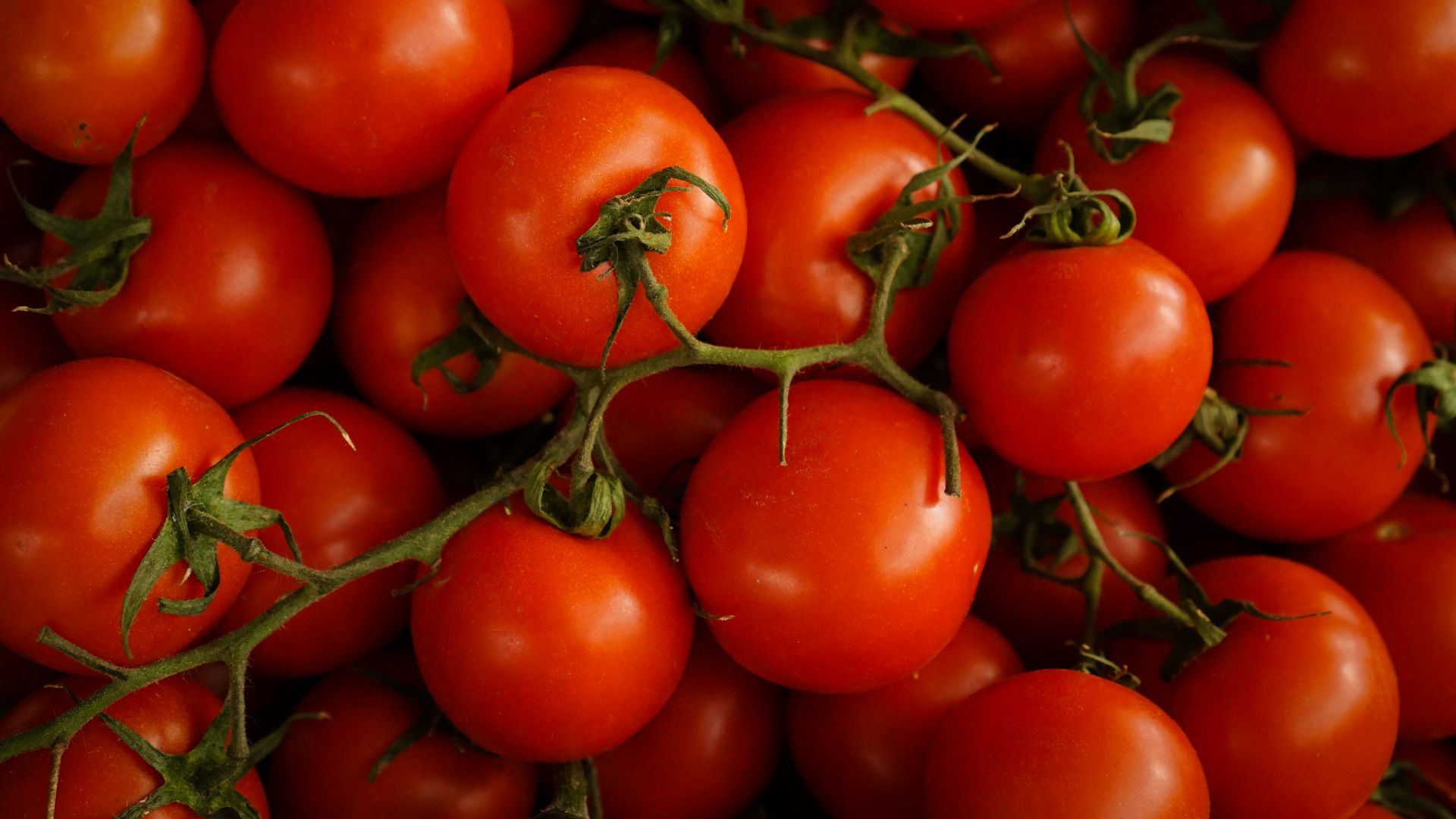 red cherry tomatoes