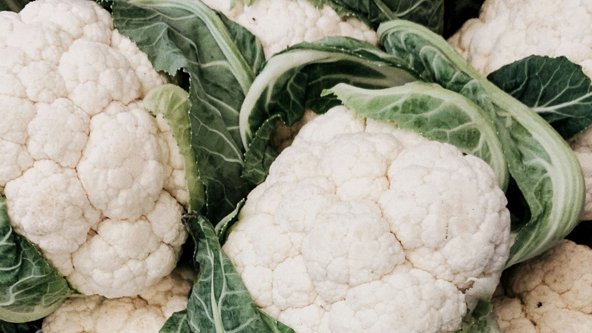 cauliflower lot