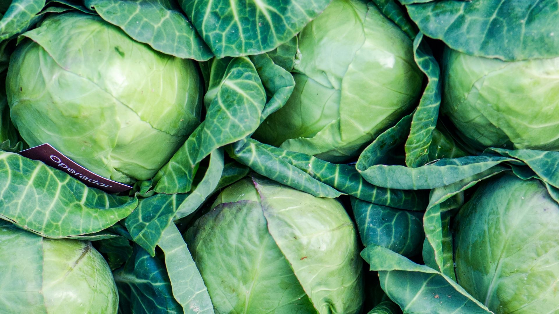 green leaves on brown soil