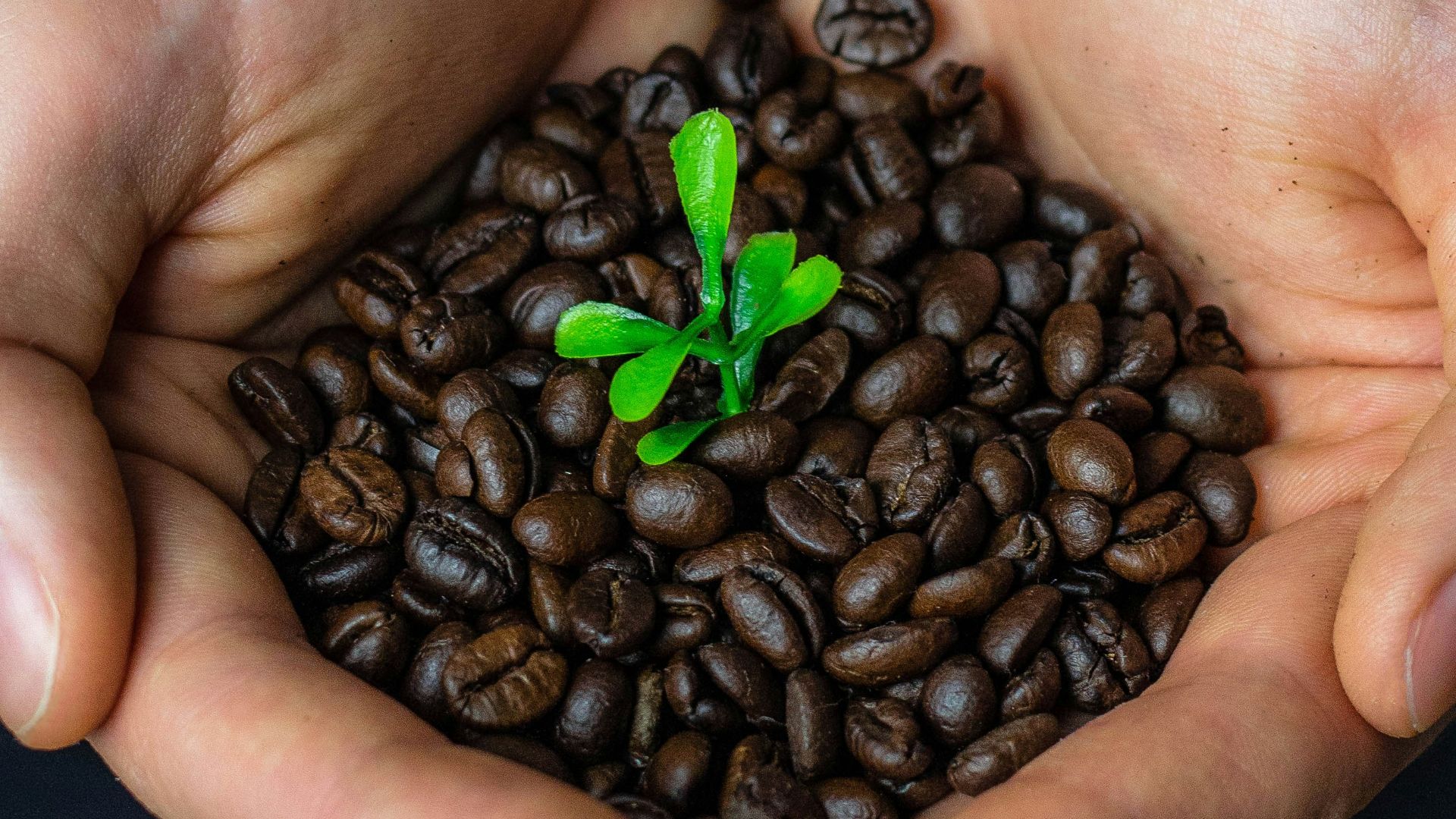 bunch of coffee beans