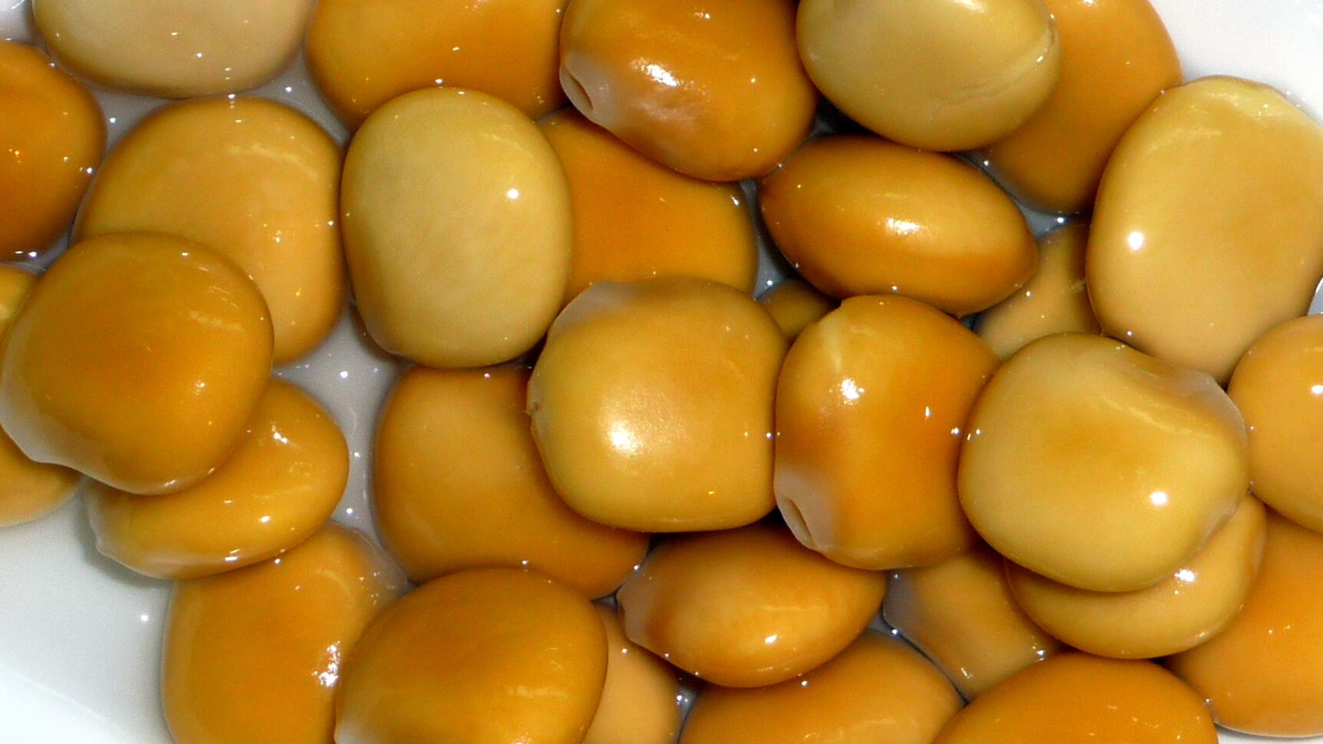 File:Lupinus albus.JPG