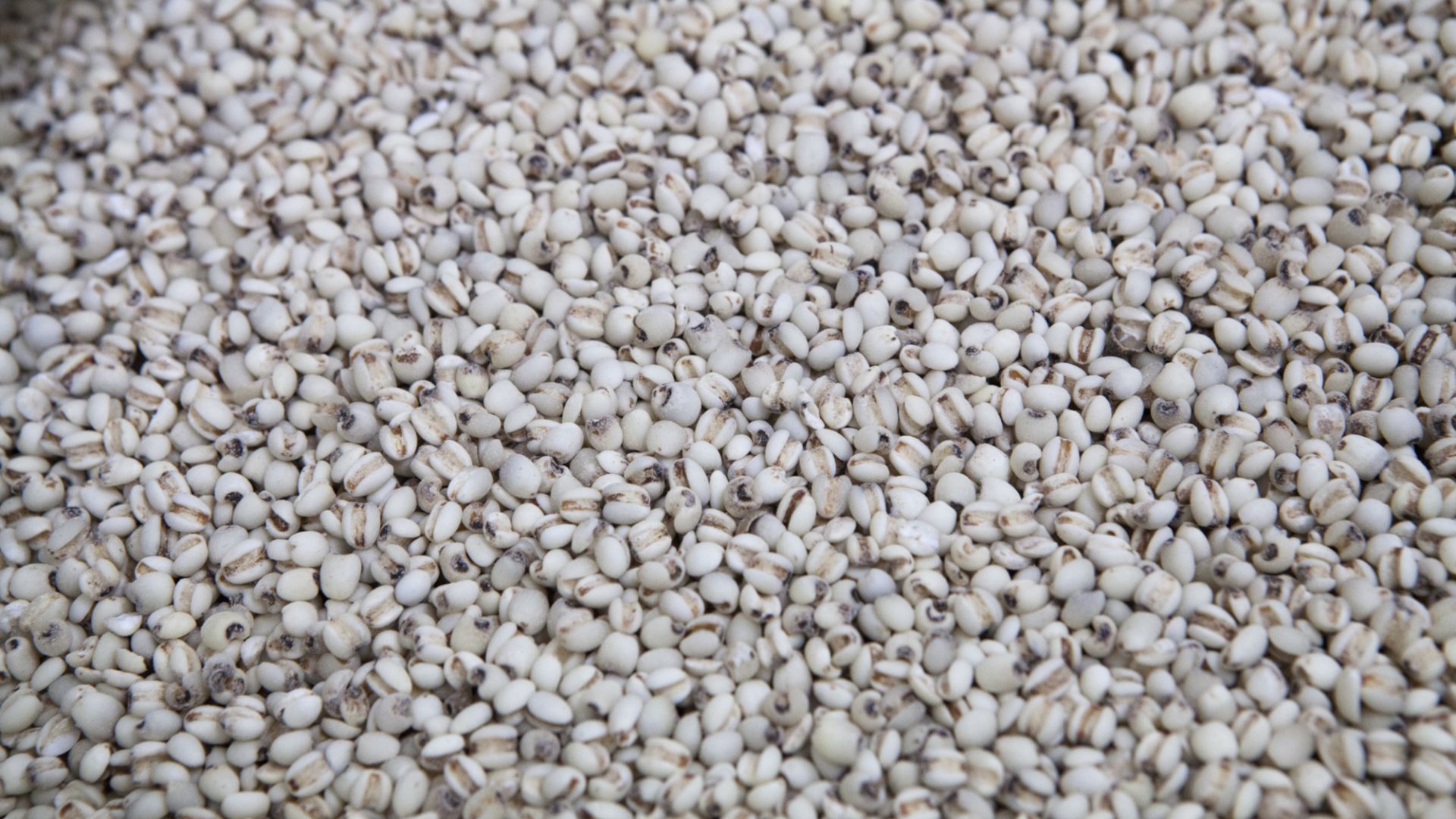 File:Yulmu (Coix lacryma-jobi var. ma-yuen).jpg