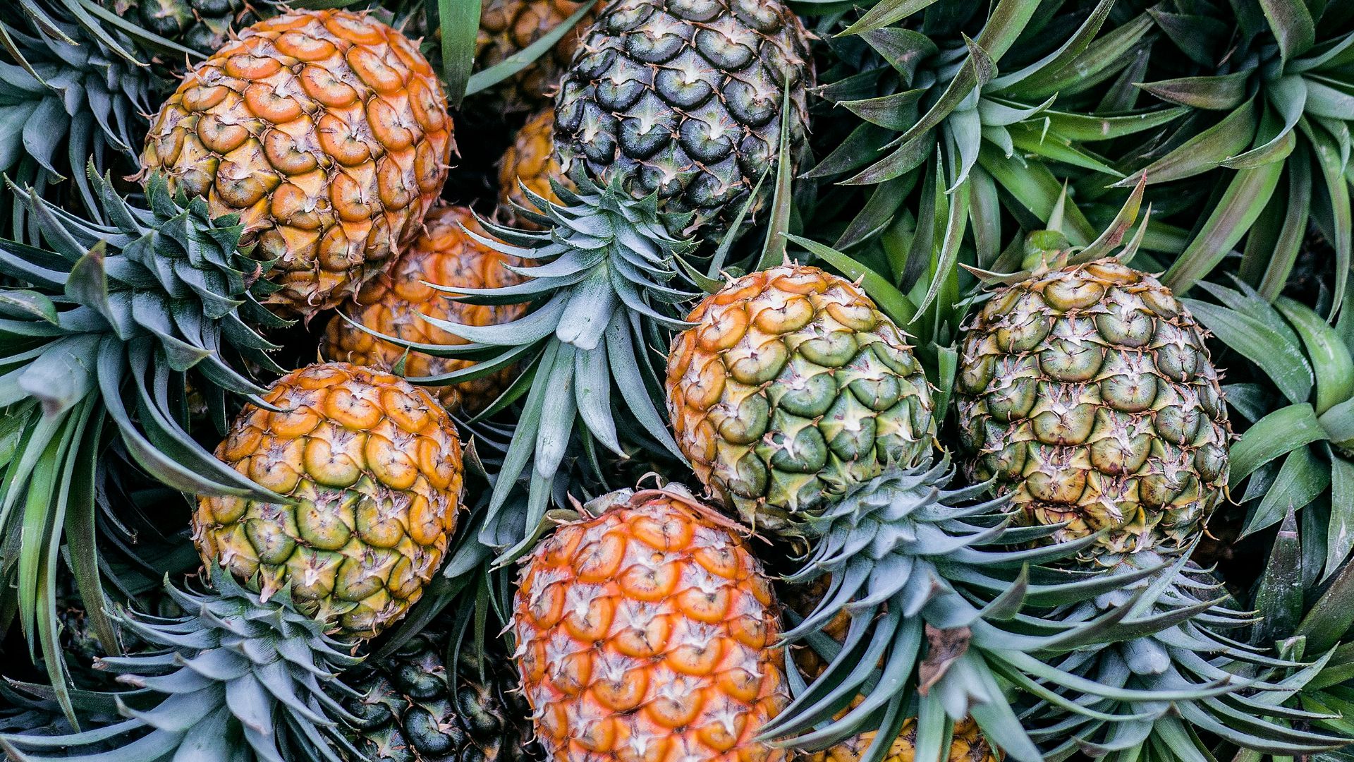 orange and green pineapple fruits