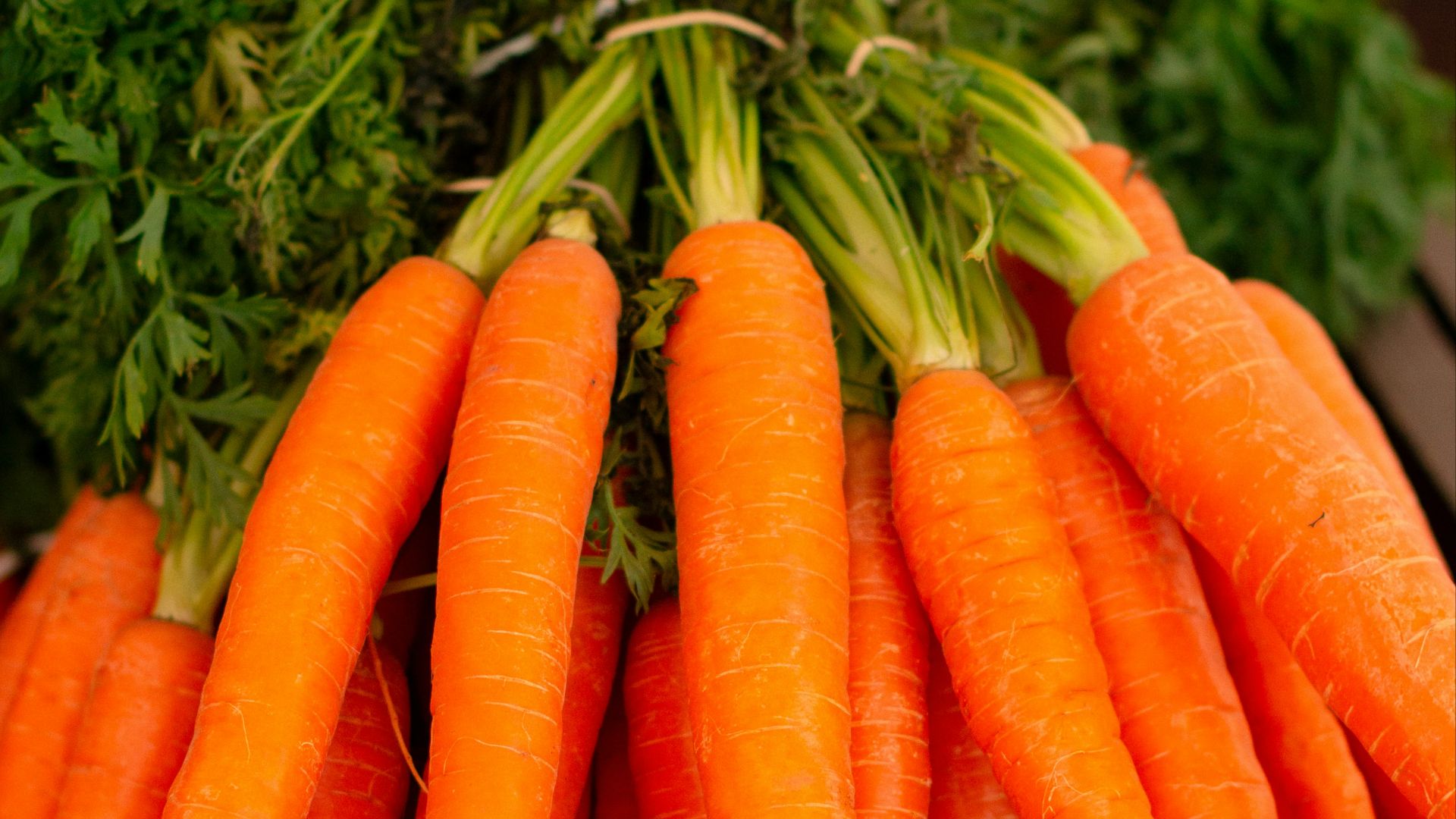 orange carrots on green grass