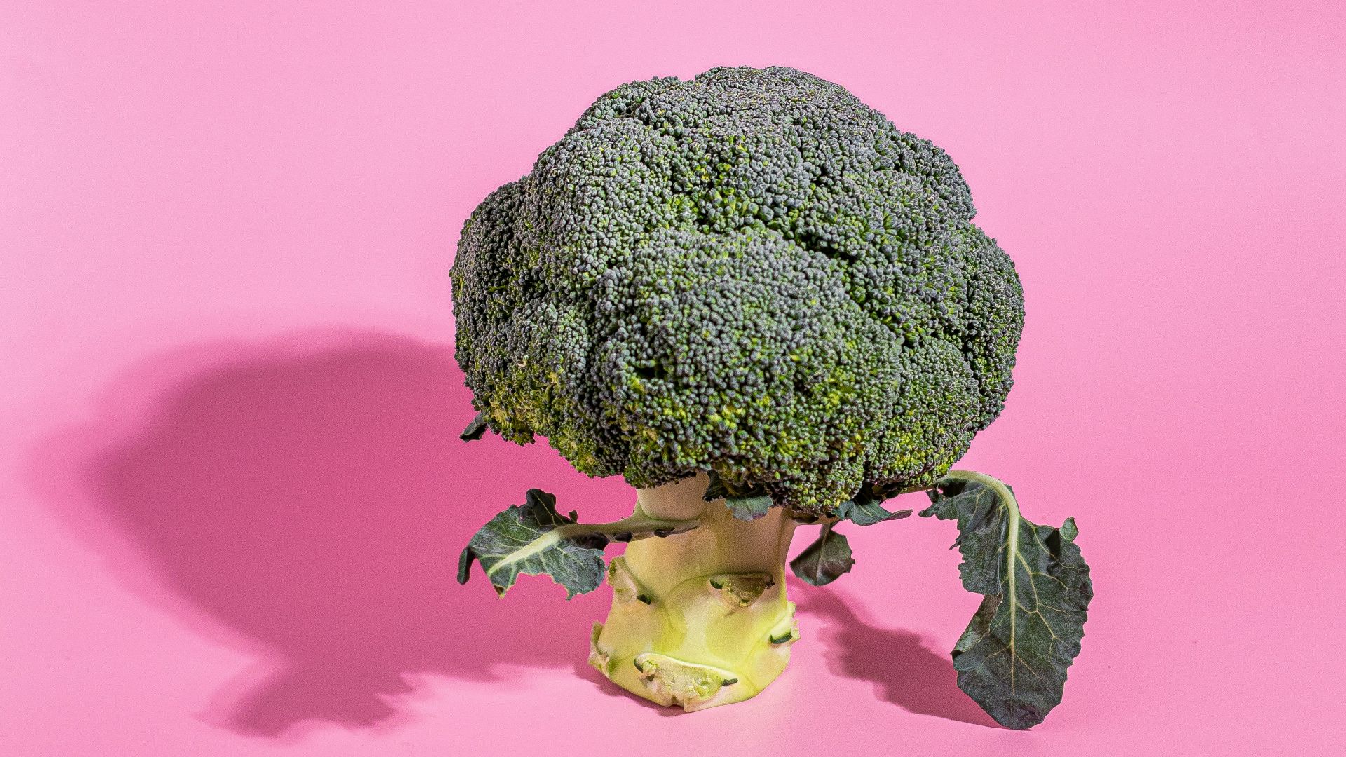 a head of broccoli on a pink background