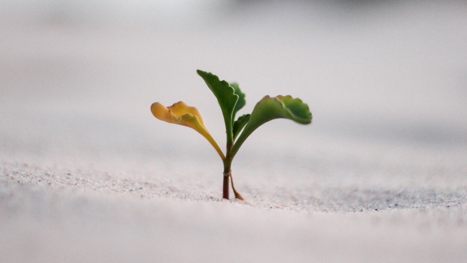 closeup photography of plant on ground