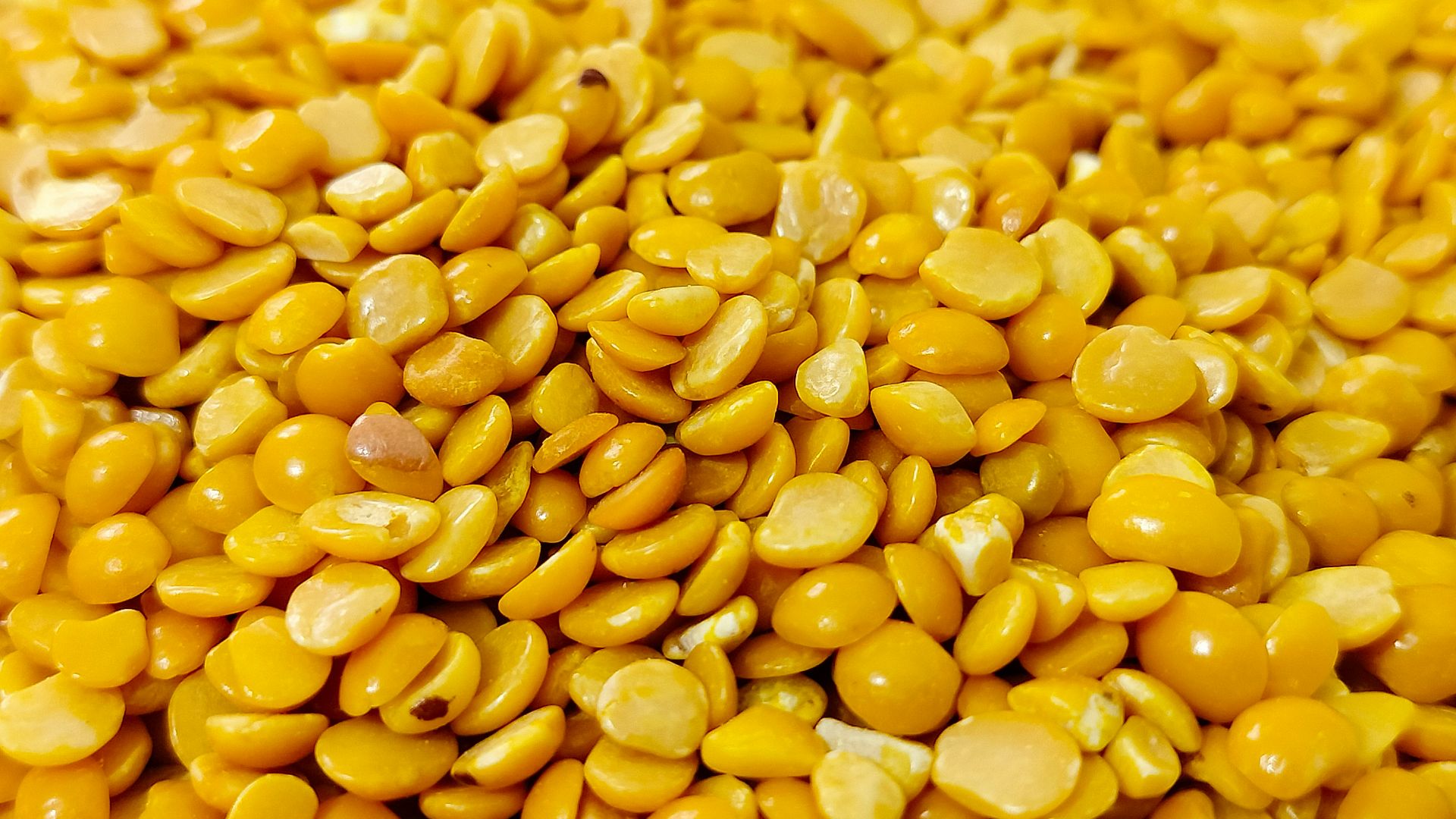 a close up of a pile of yellow corn