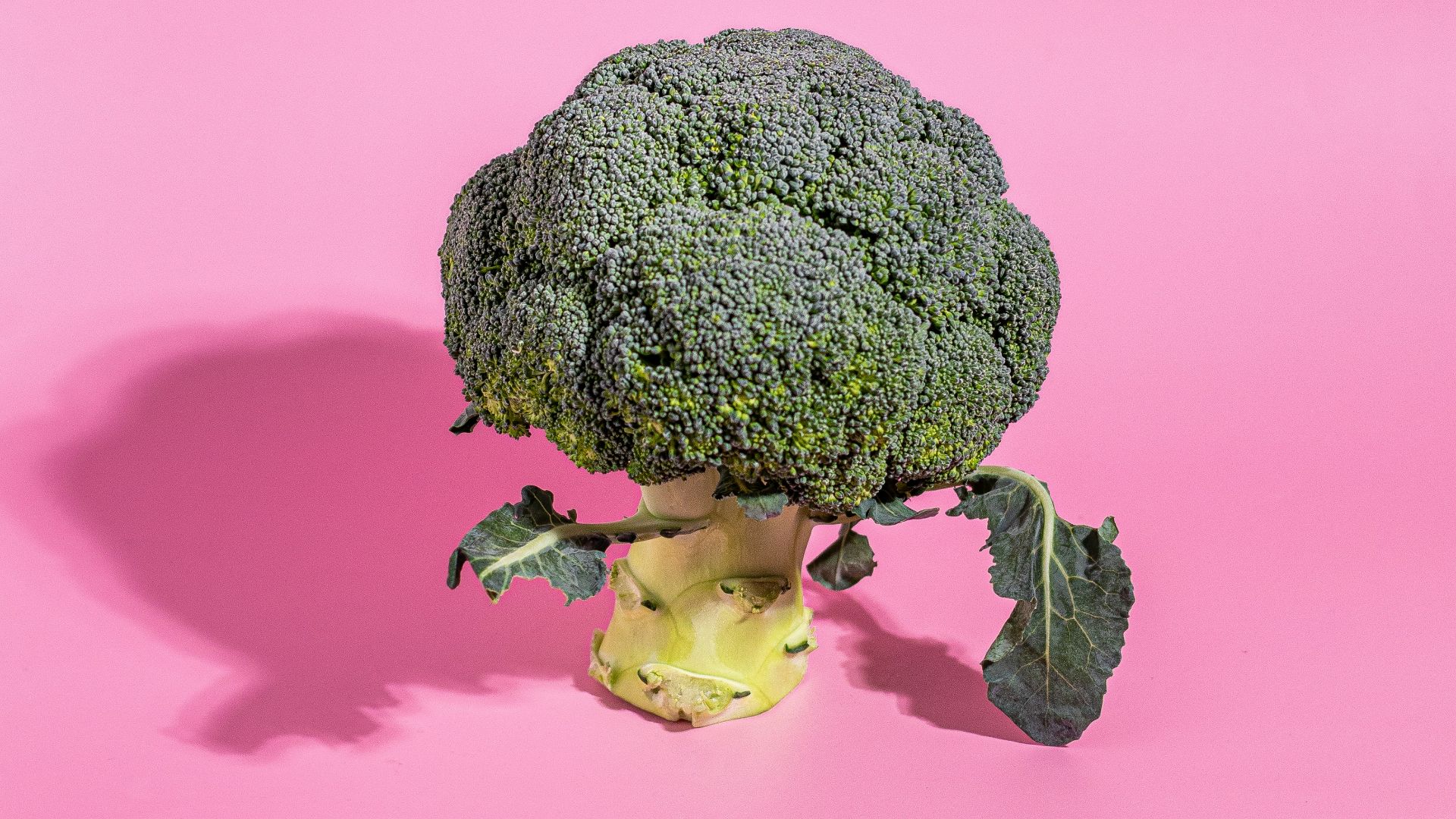 a head of broccoli on a pink background