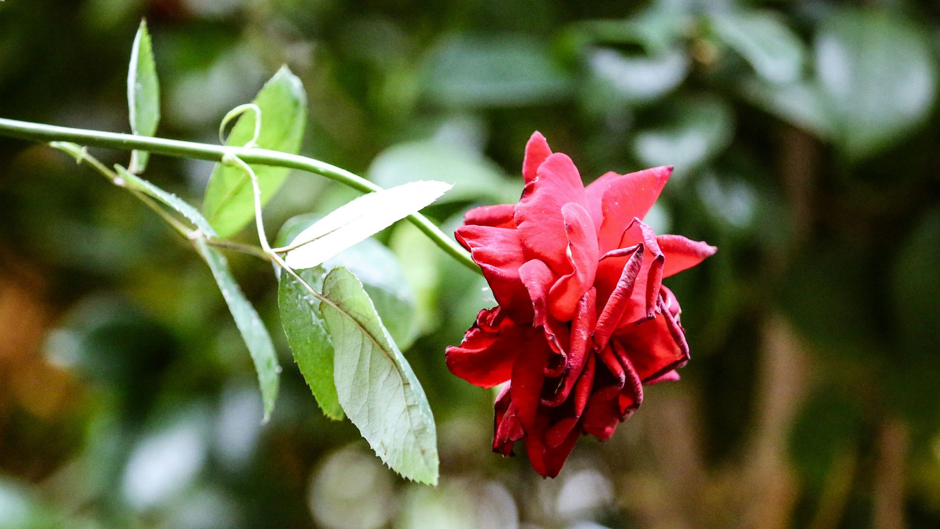 a red flower on a plant