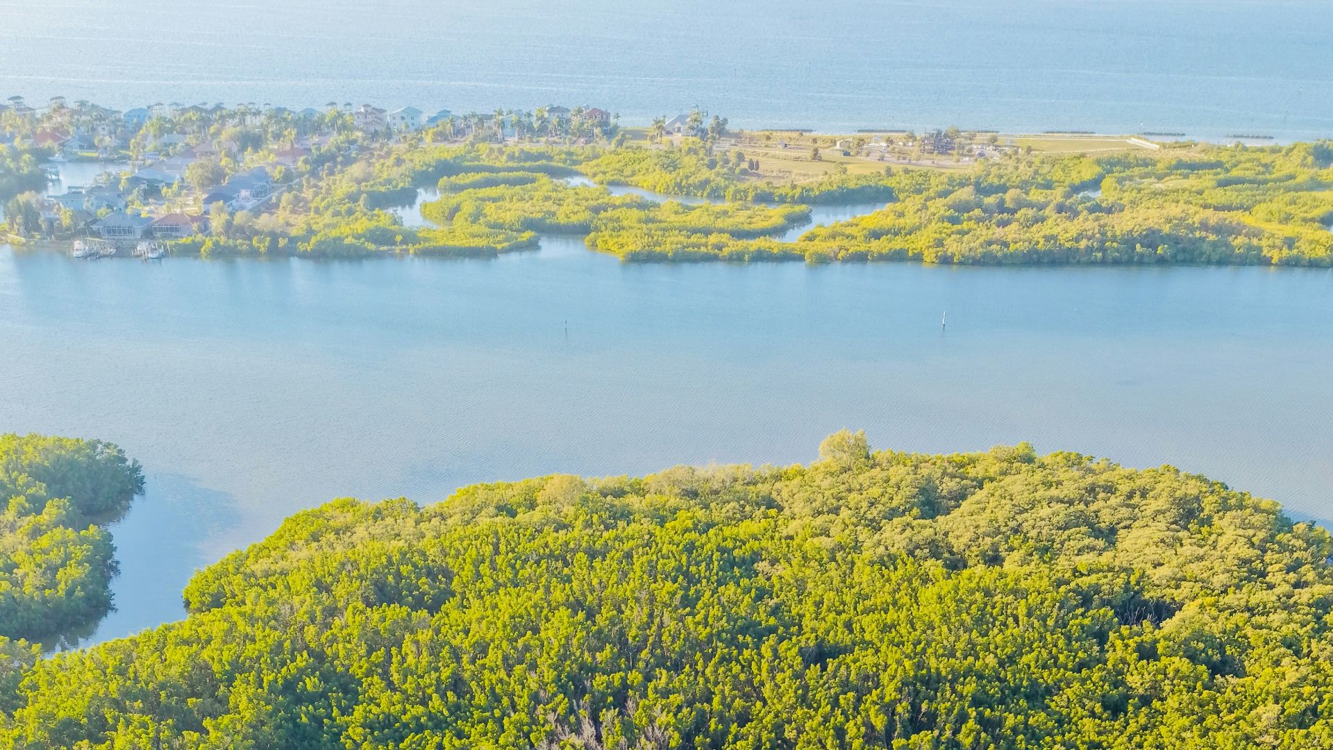 Aerial view of lush green mangrove forest and water