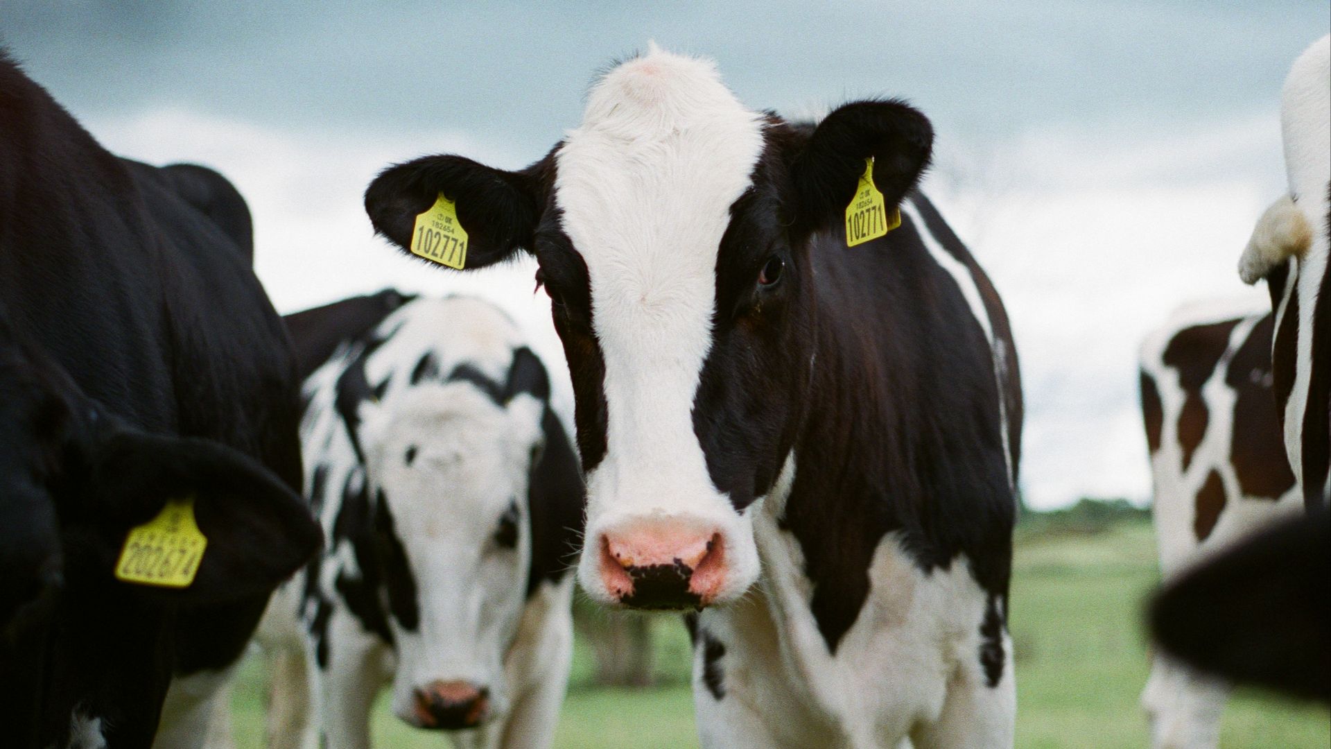 white and black cow on green grass field during daytime