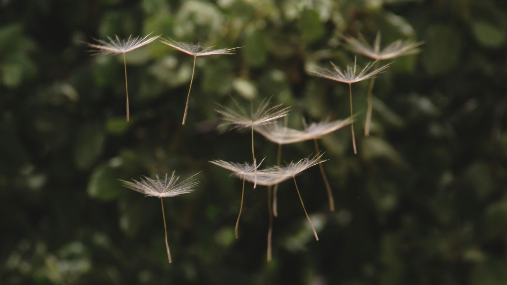 dandelion seeds floating in the air
