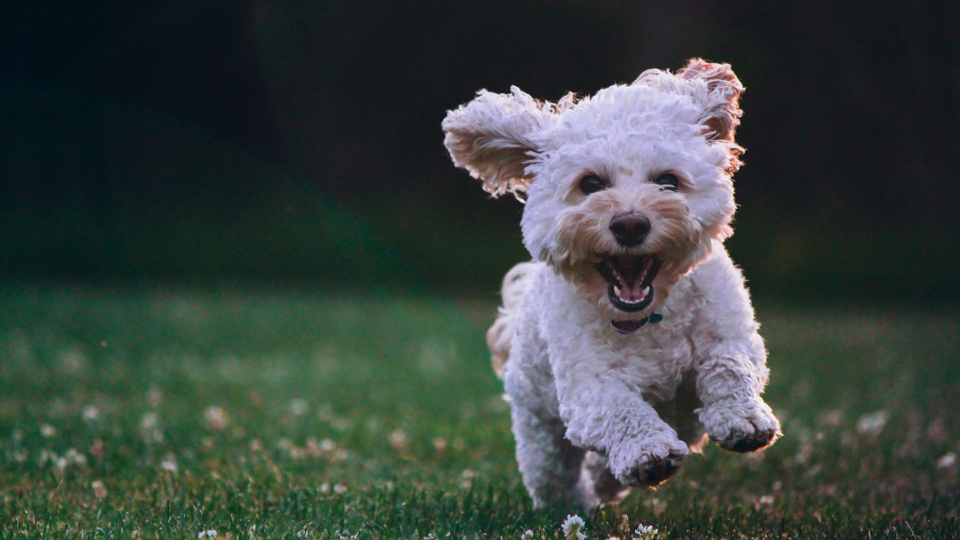shallow focus photography of white shih tzu puppy running on the grass