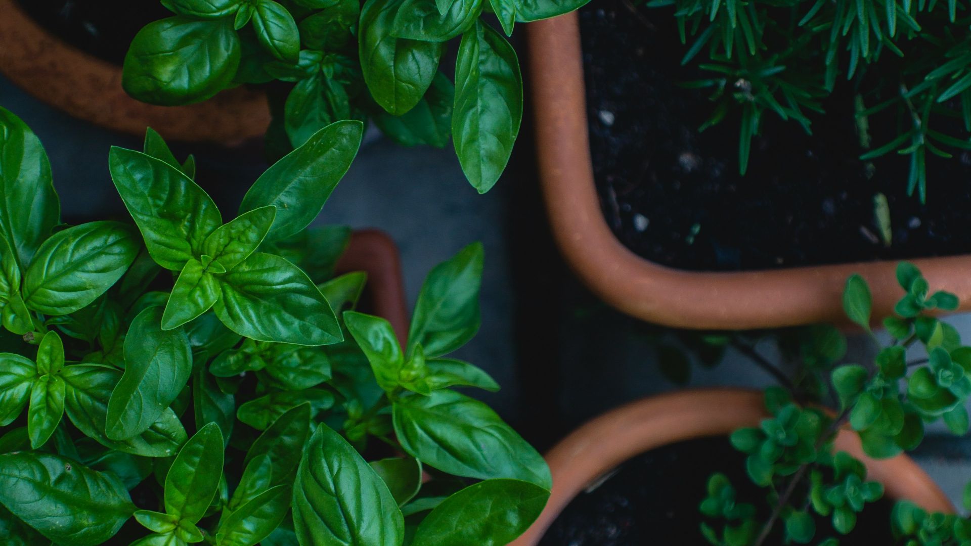 top view photo of green leafed plants in pots